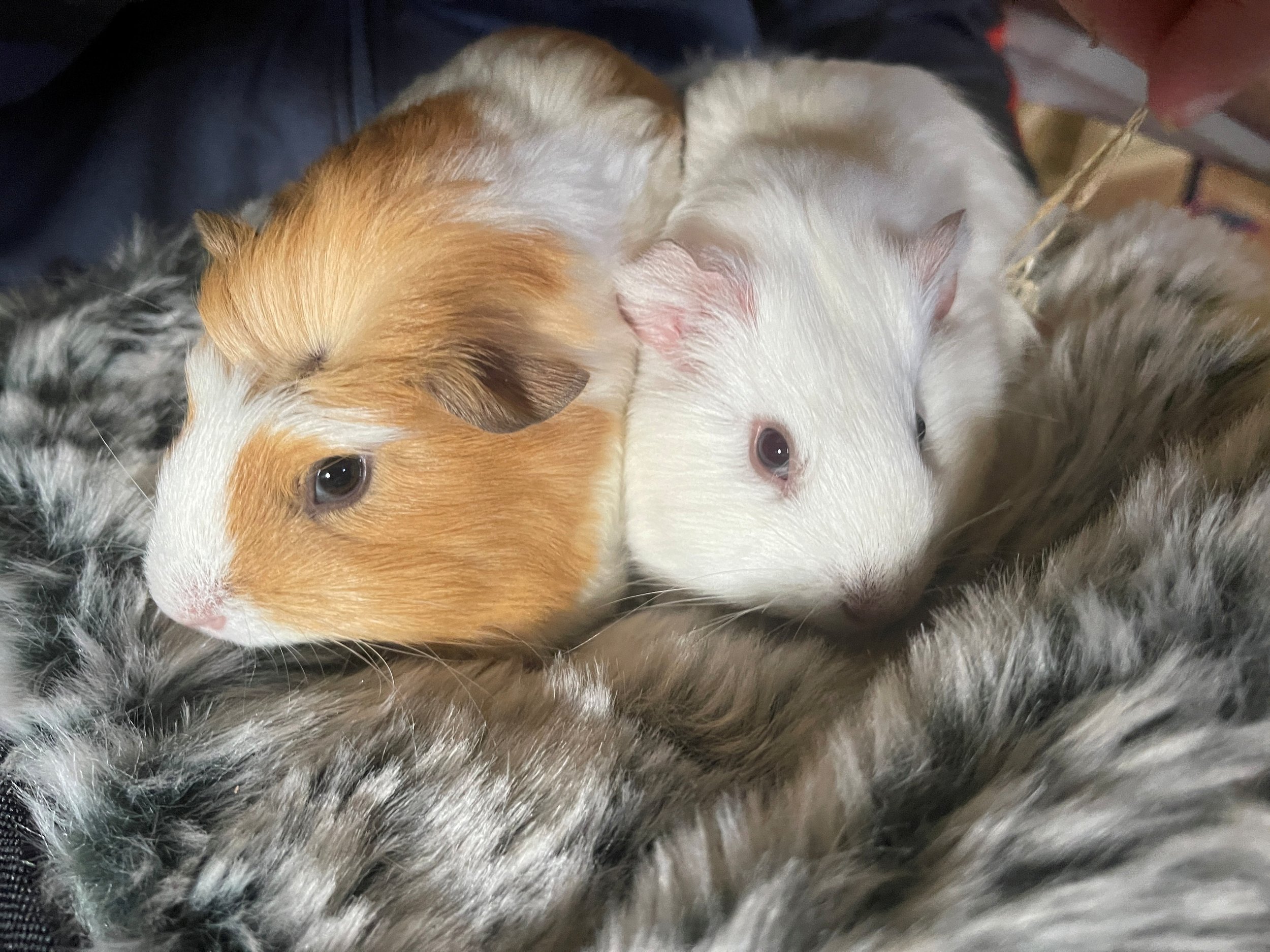 2 baby ginea pigs cuddled up together on a cosy blanket