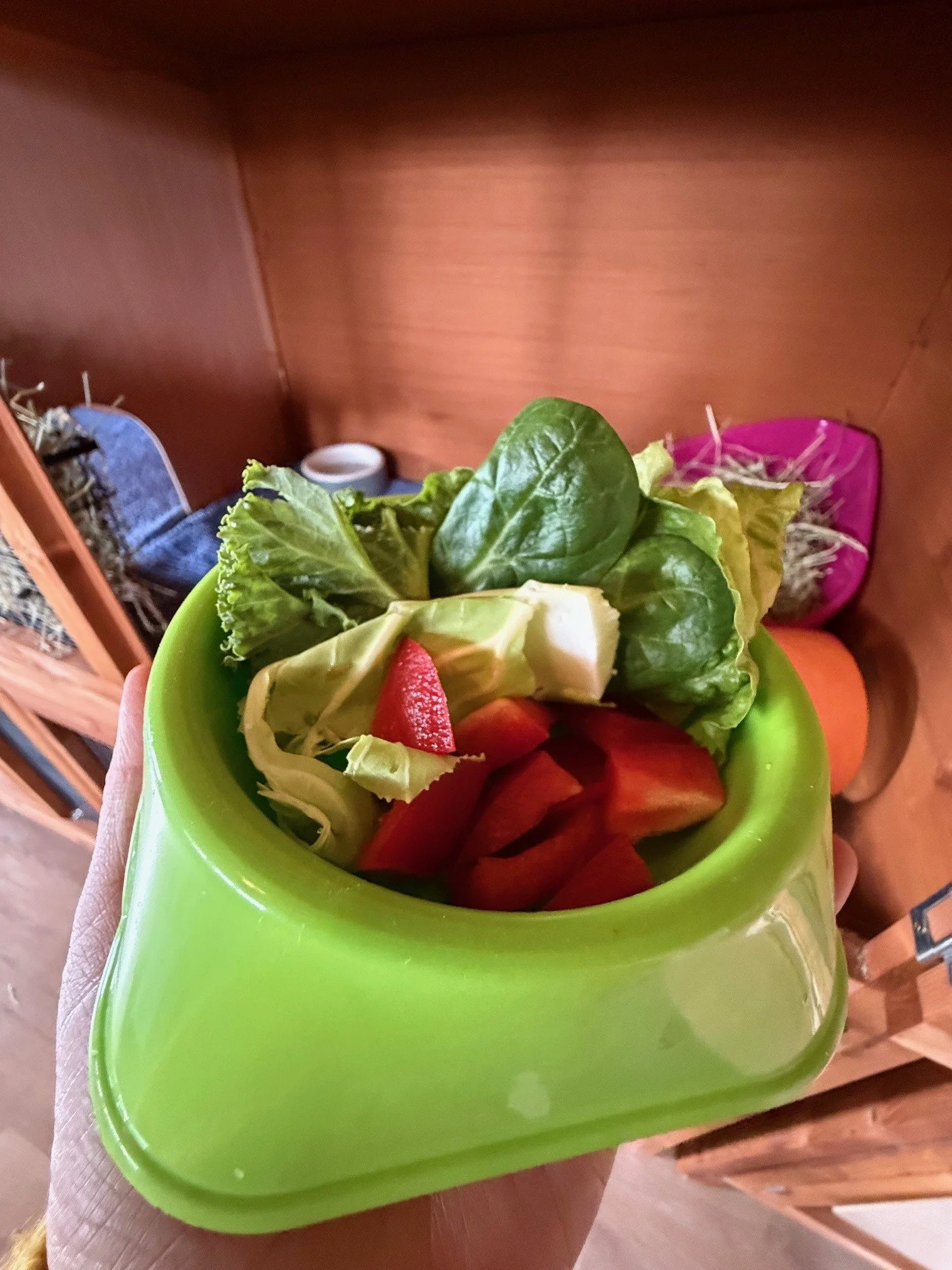 A bowl of veggies for a guinea pig including spinach, lettuce, cauliflower leaves & pepper