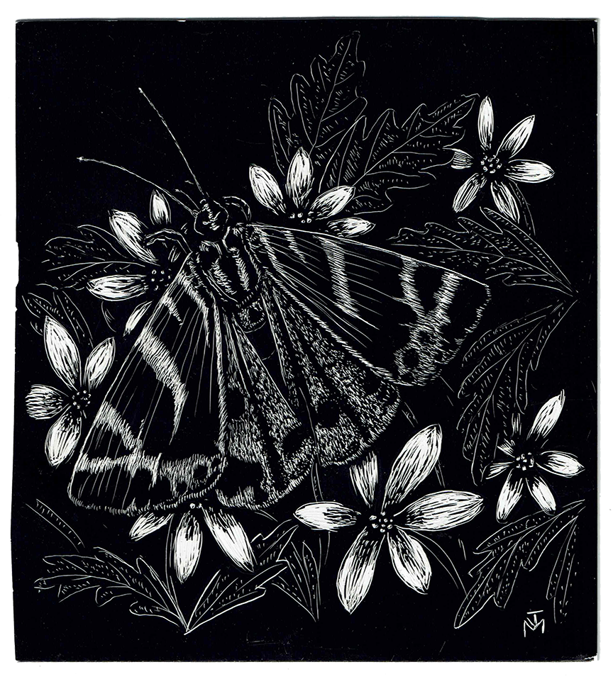 'Jersey Tiger Moth' | scraperboard