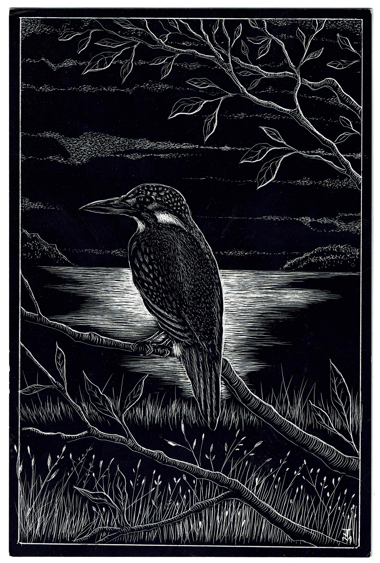 Kingfisher, 2023_WR.png
