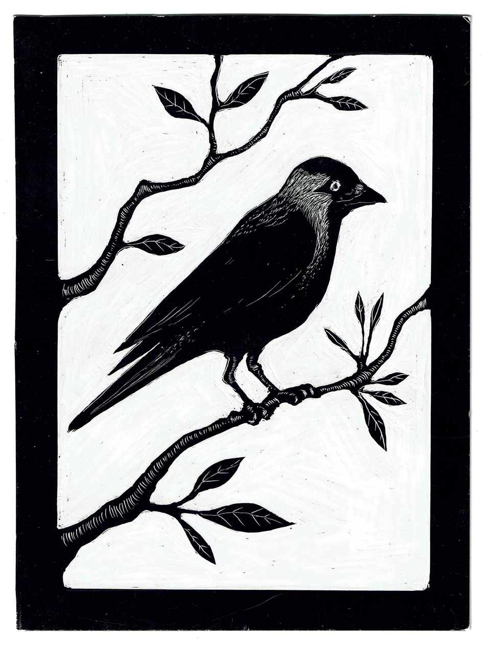Black Robin, 2022_WR.png