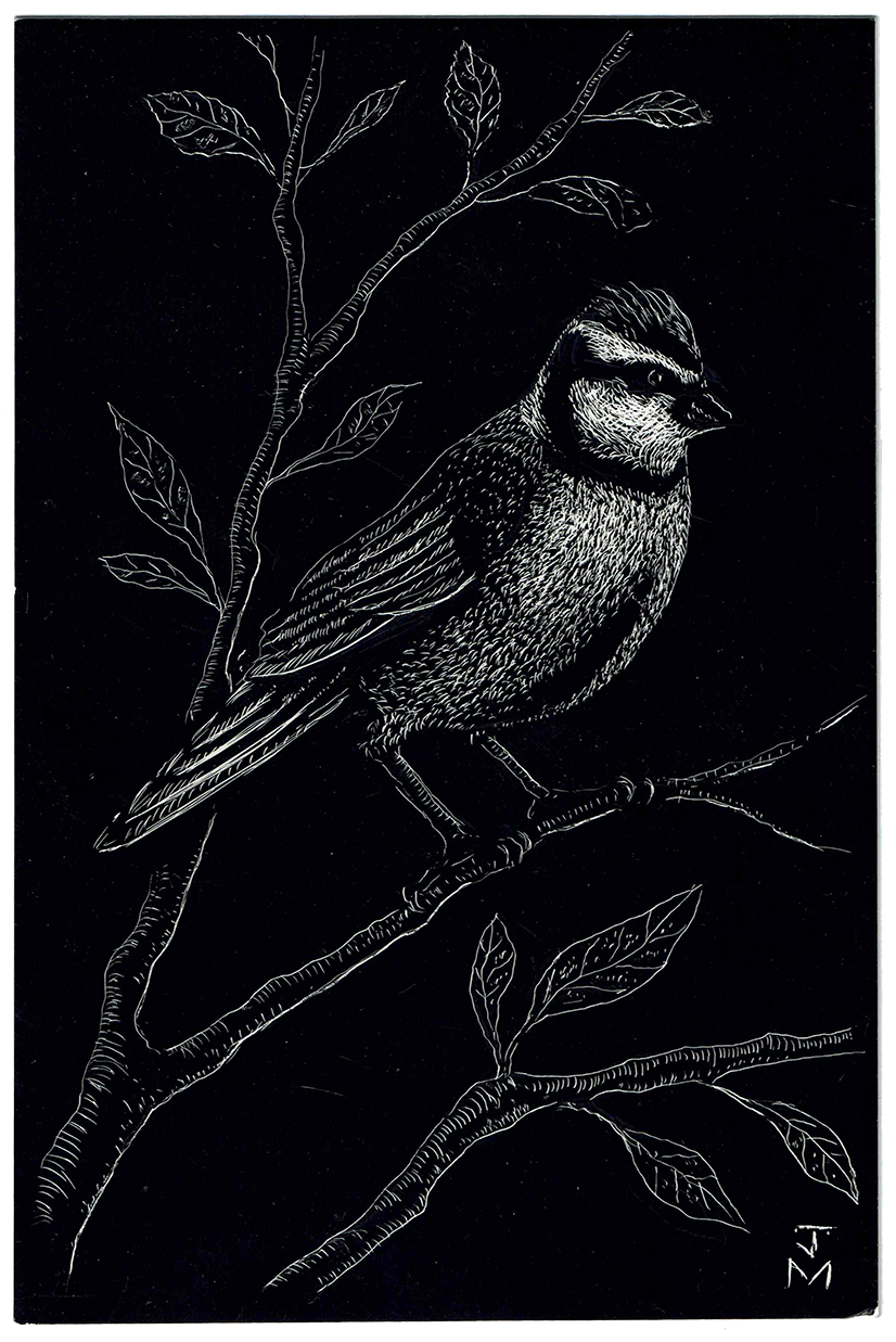 Blue Tit, 2023_WR.png
