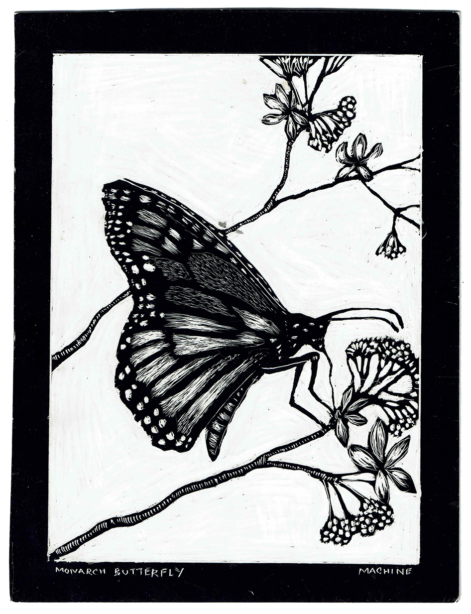 Monarch Butterfly, 2022_WR.png