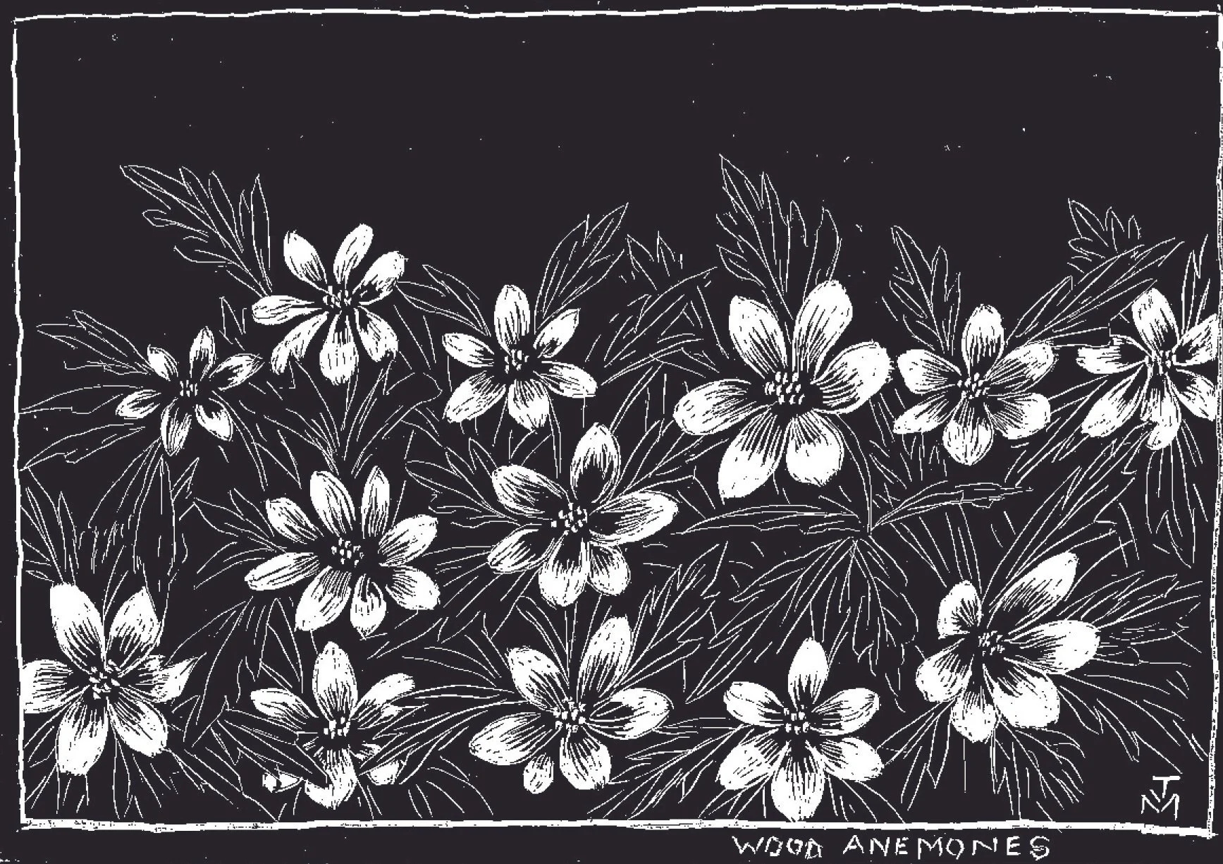 Wood Anemones.jpg