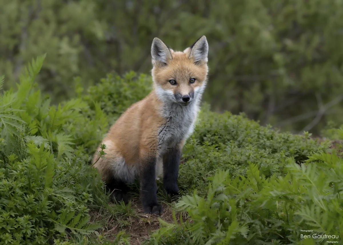 Red Fox Kit