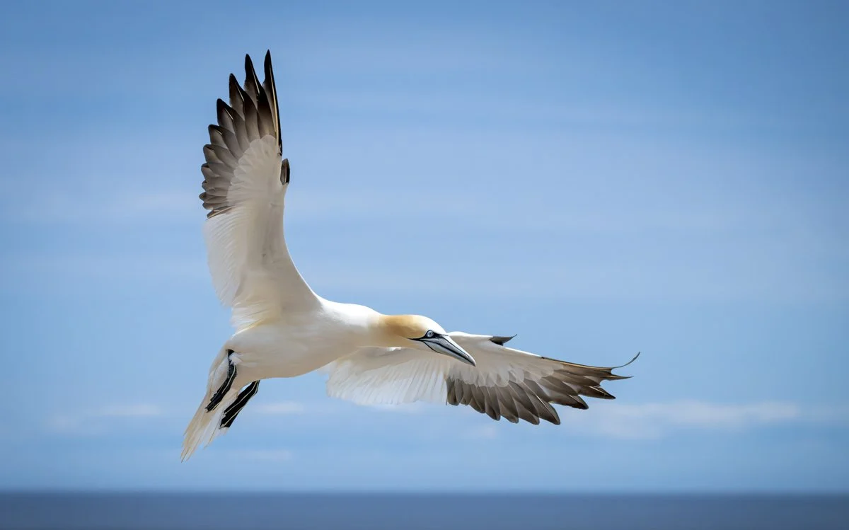Northern Gannet
