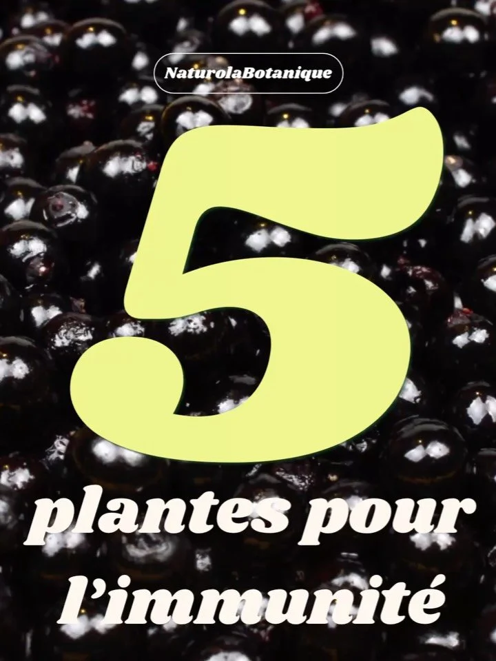 Les temp&eacute;ratures baissent, les journ&eacute;es raccourcissent et les virus saisonniers frappent &agrave; la porte 🤧

Mais pas de panique ! La nature regorge de tr&eacute;sors pour nous aider &agrave; passer cette p&eacute;riode en pleine form