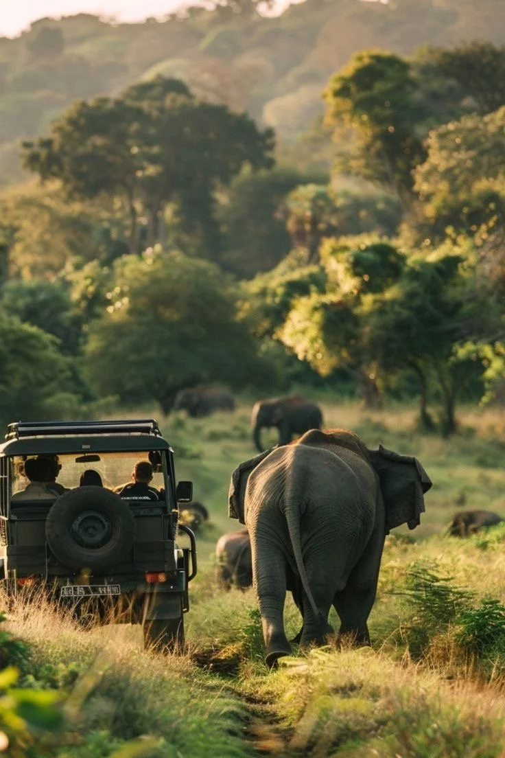 🇱🇰 Sri Lanka: Wild &amp; Free