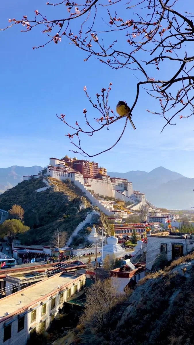 Spring in Tibet.jpeg