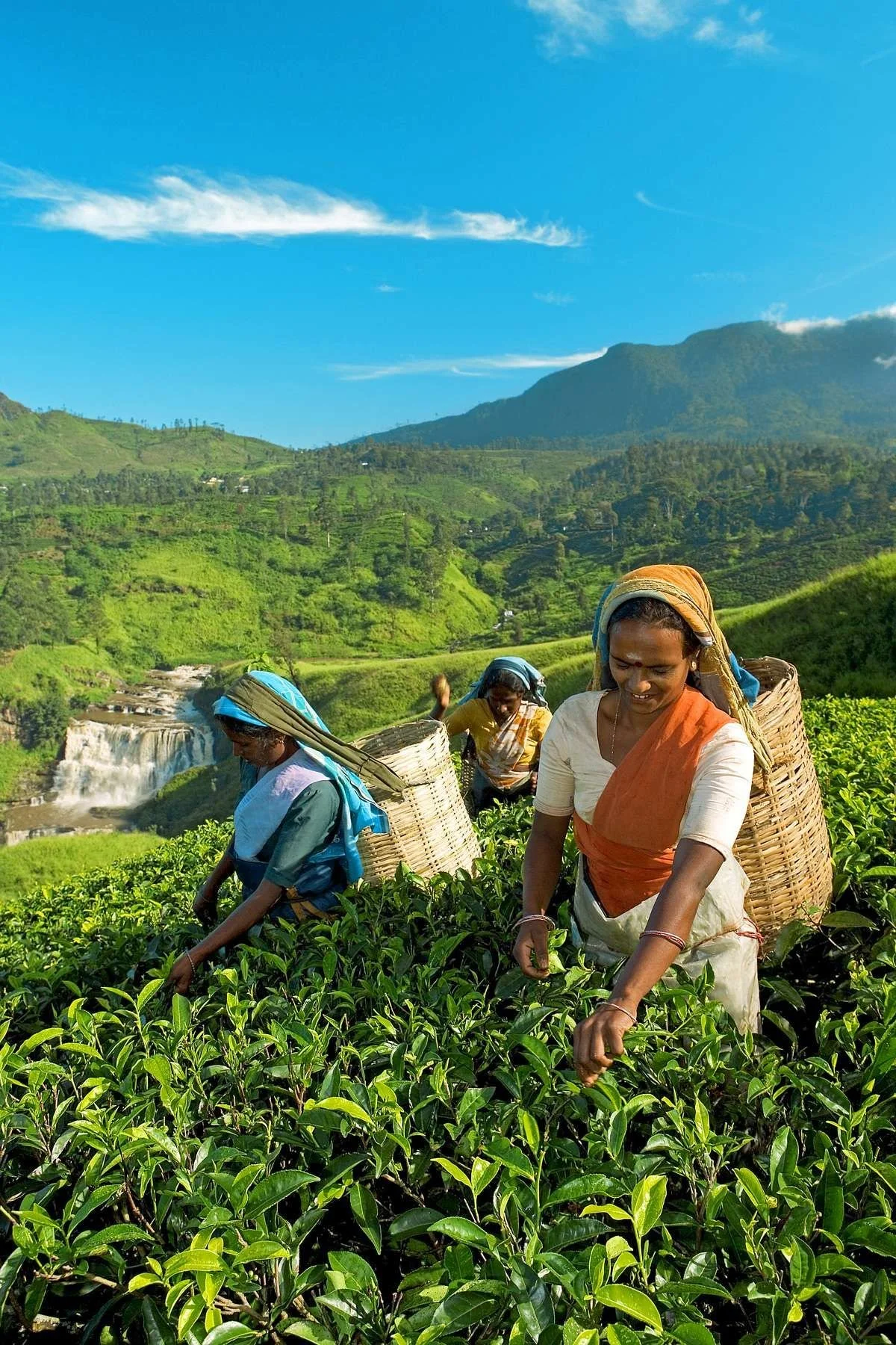 Women in traditional clothing harvesting tea leaves in a lush green tea plantation with hills and a waterfall in the background.