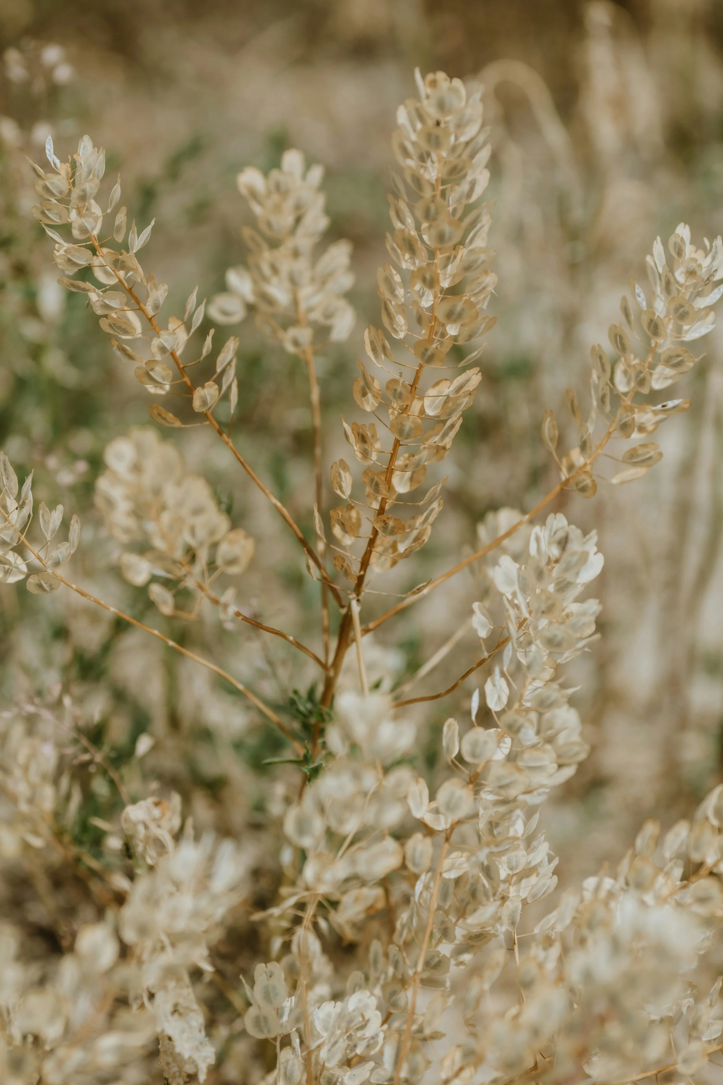 Close-up of a dry, beige-colored plant with small, rounded leaves on thin stems, against a blurred background of similar plants.