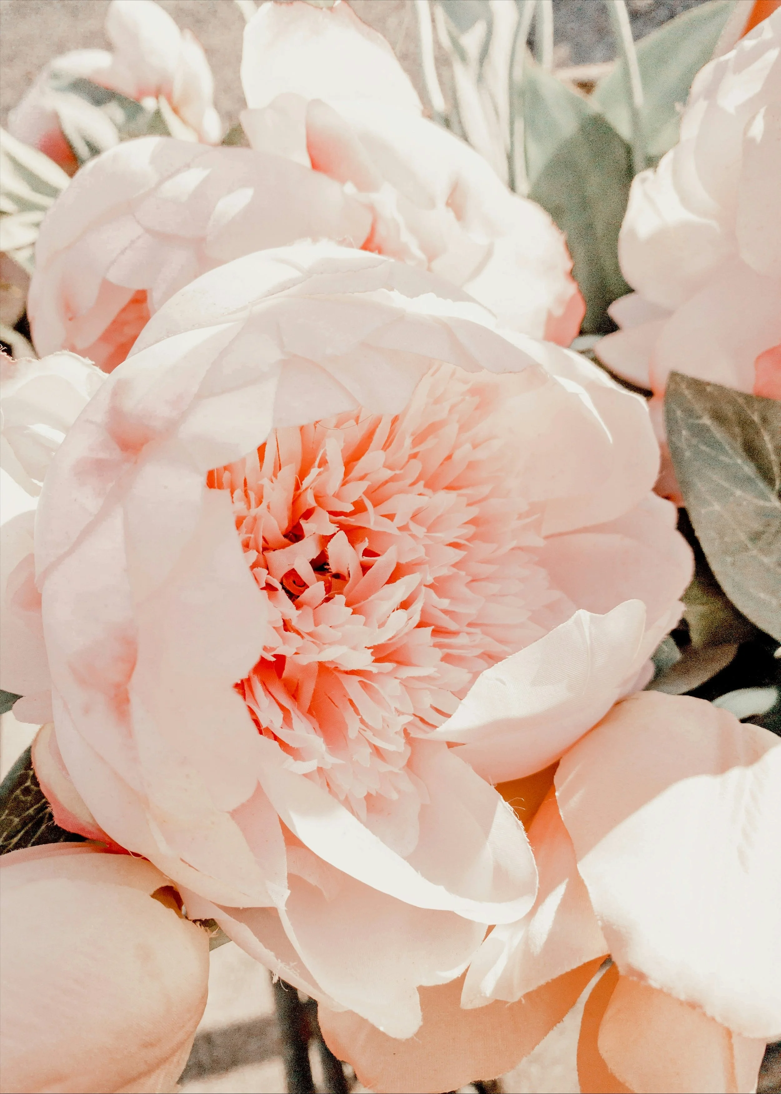 Close-up of pale peach and pink roses in full bloom with layered petals.