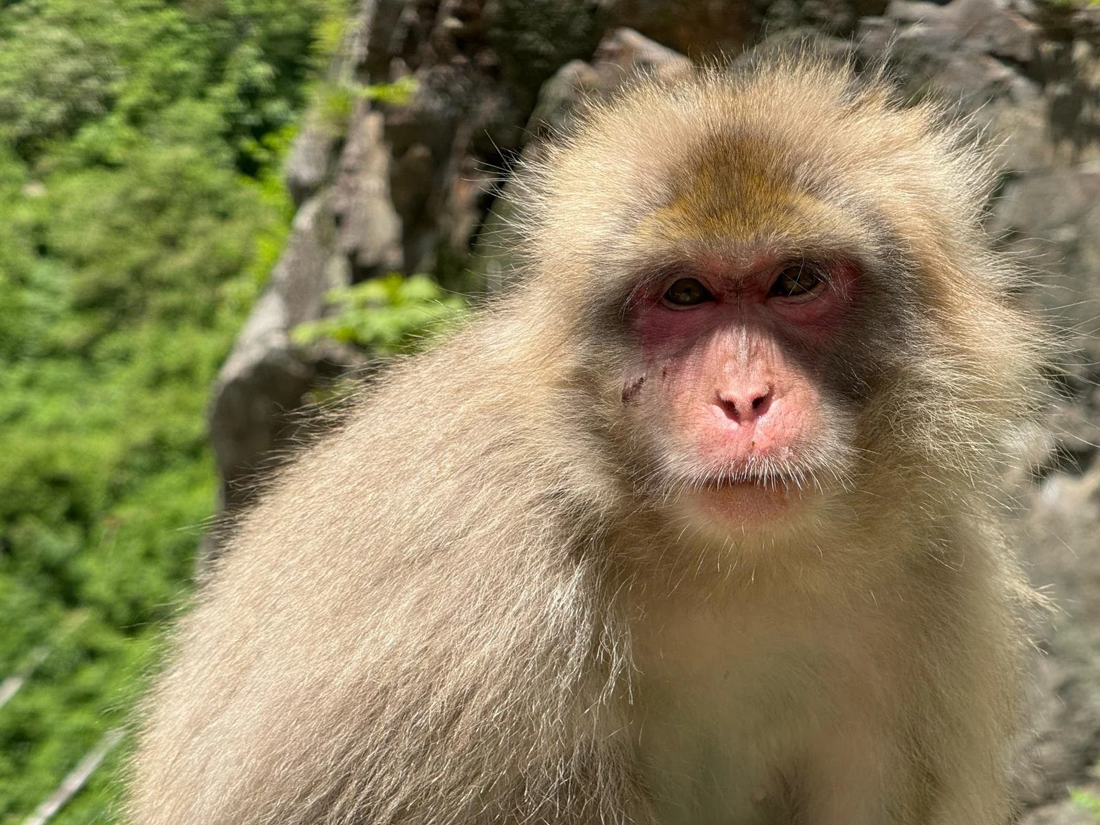 Close-up of a monkey with a pink face and beige fur, outdoors with green foliage in the background.