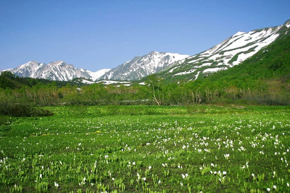 A lush green meadow filled with white flowers, with snow-capped mountains in the background and a clear blue sky above.