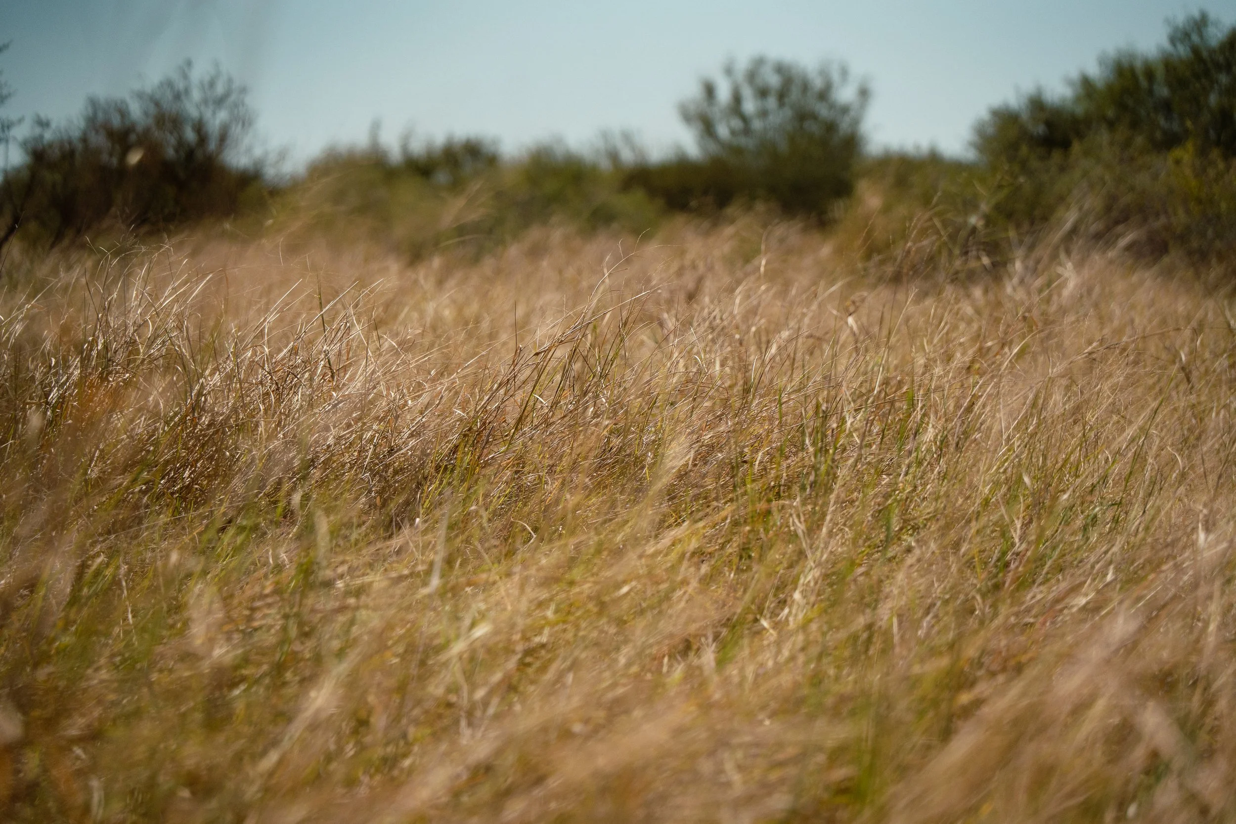 la-pryor-kite-ranch-zavala_-45.jpg