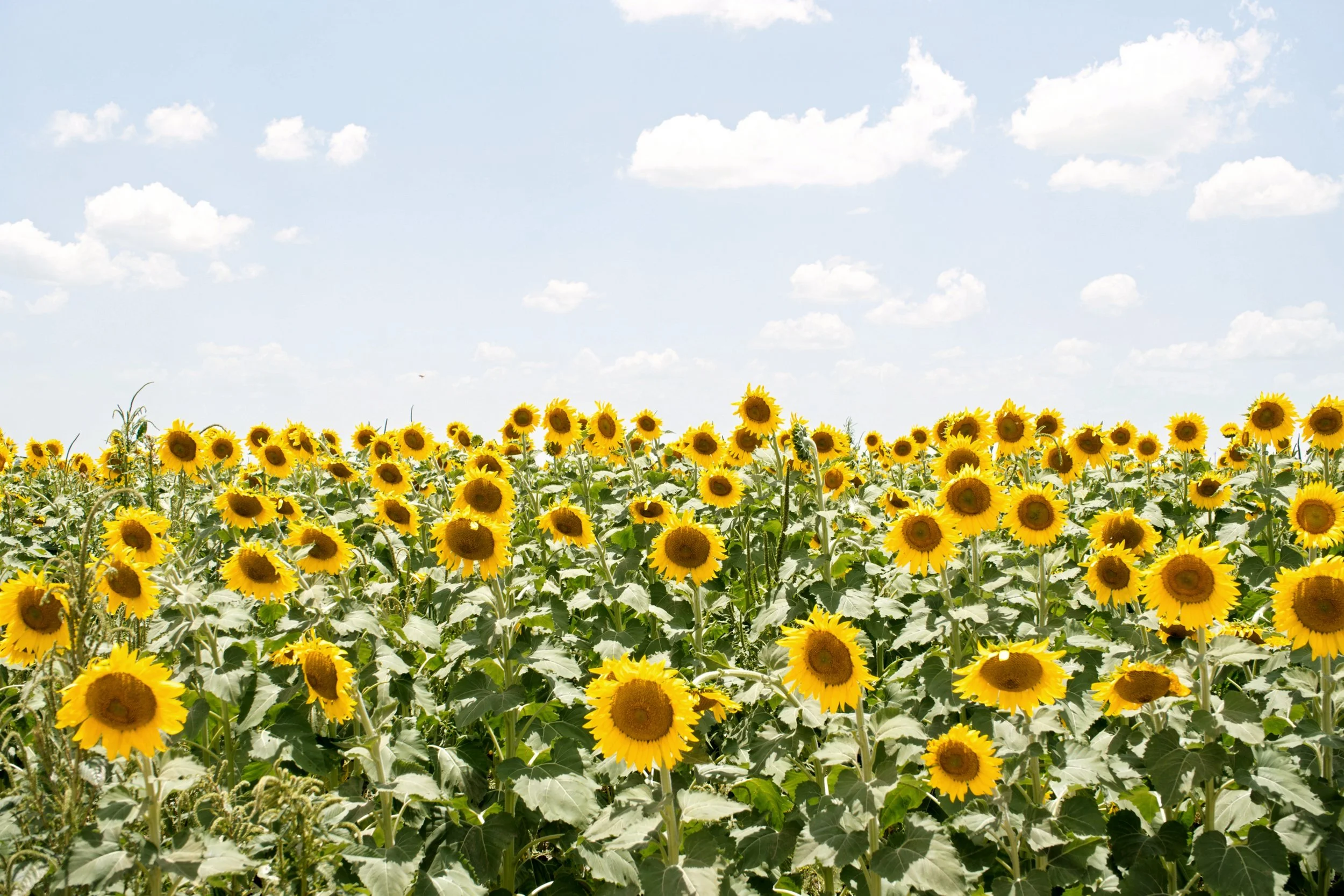 espinaca-farms_001.jpg