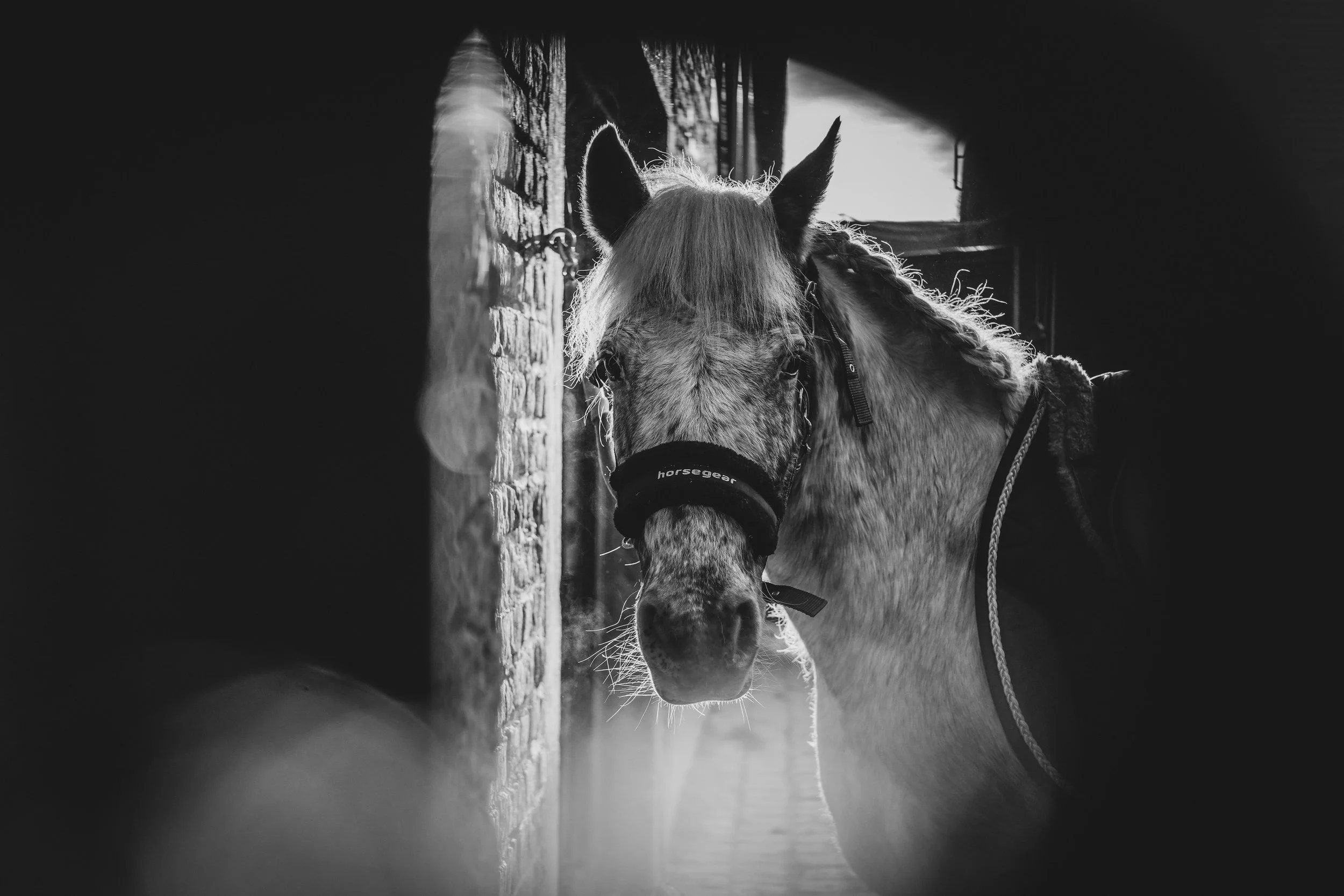 Leonie concour 18-01-2026-18.jpg