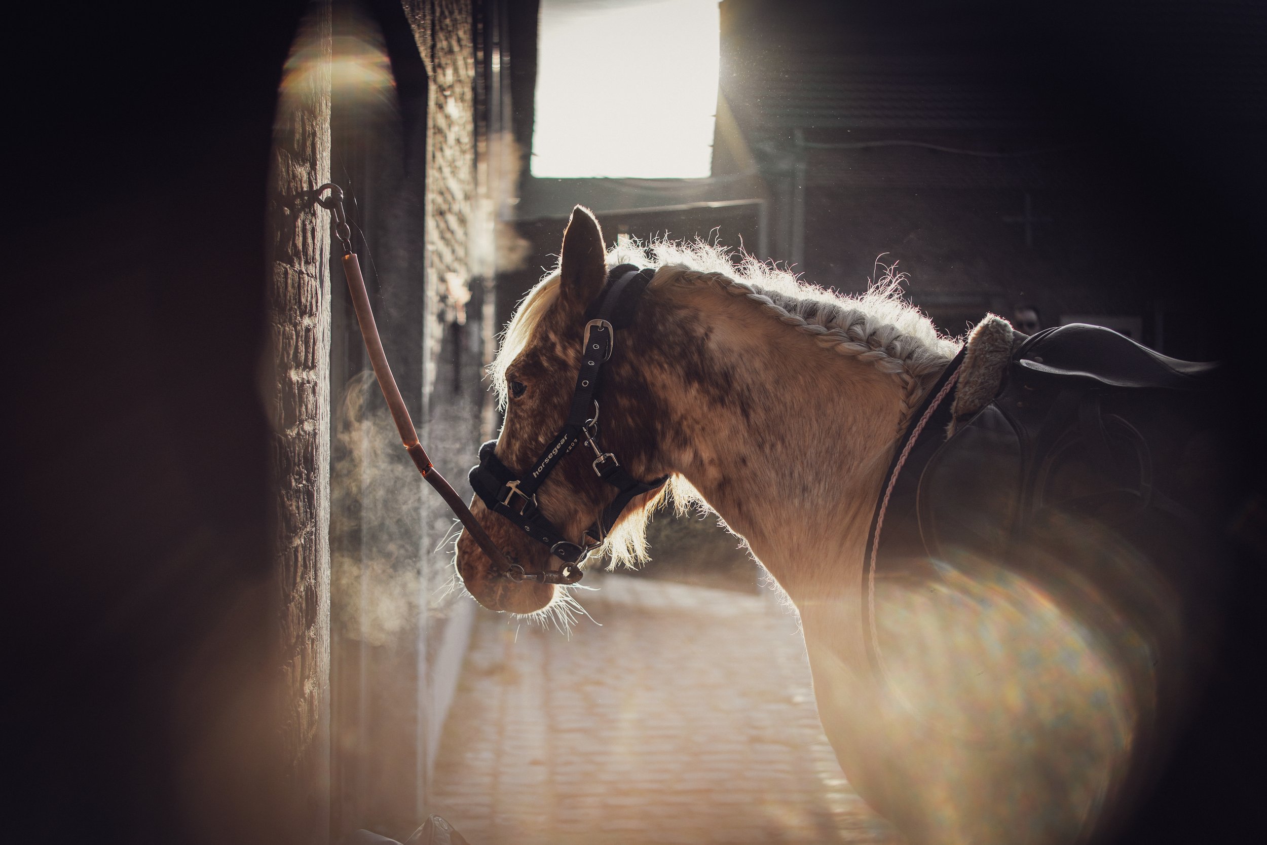 Leonie concour 18-01-2026-72.jpg