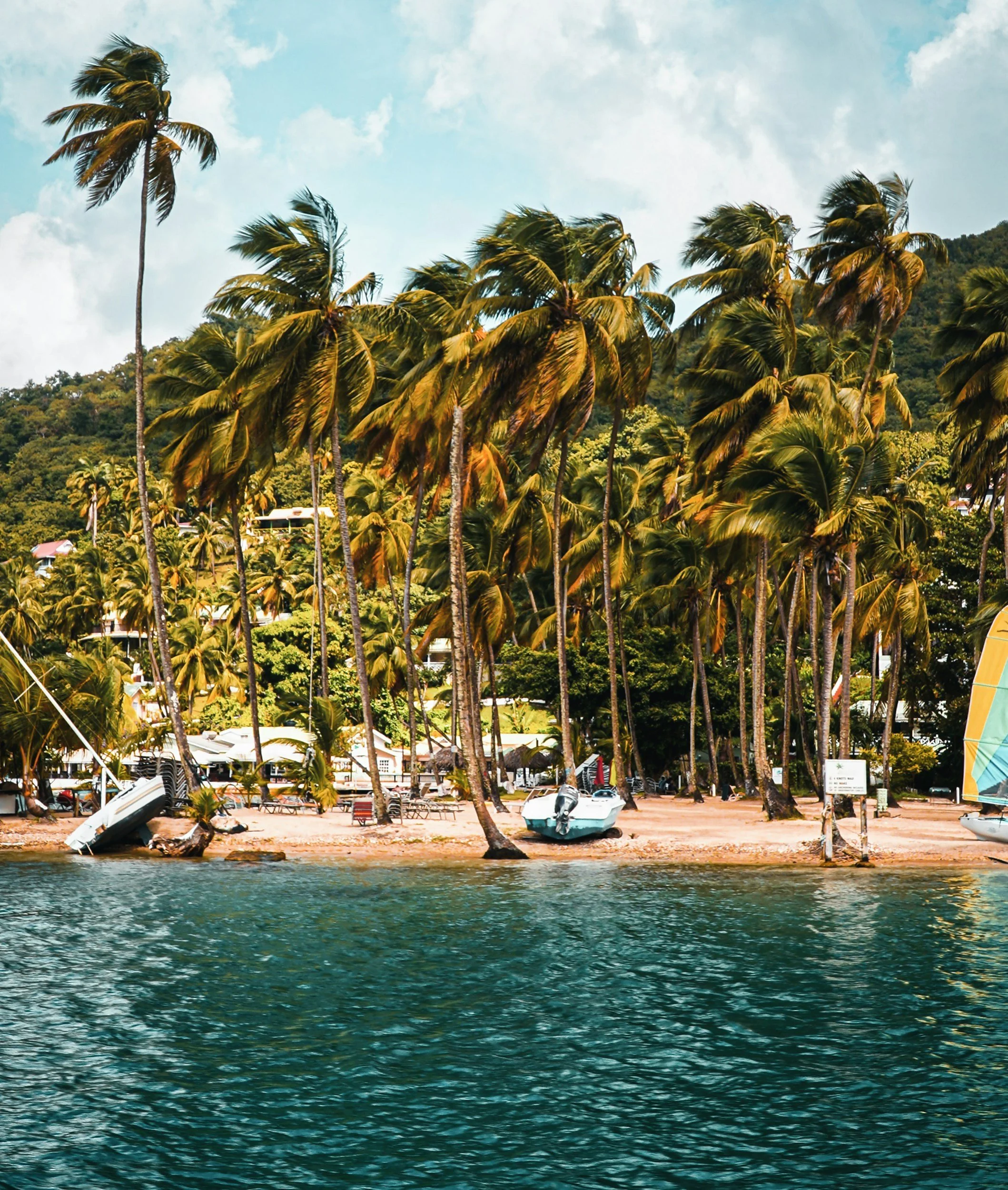 Dense cluster of tall palm trees along a sandy shoreline in St. Lucia, with teal water in the foreground and small boats pulled up near the beach.