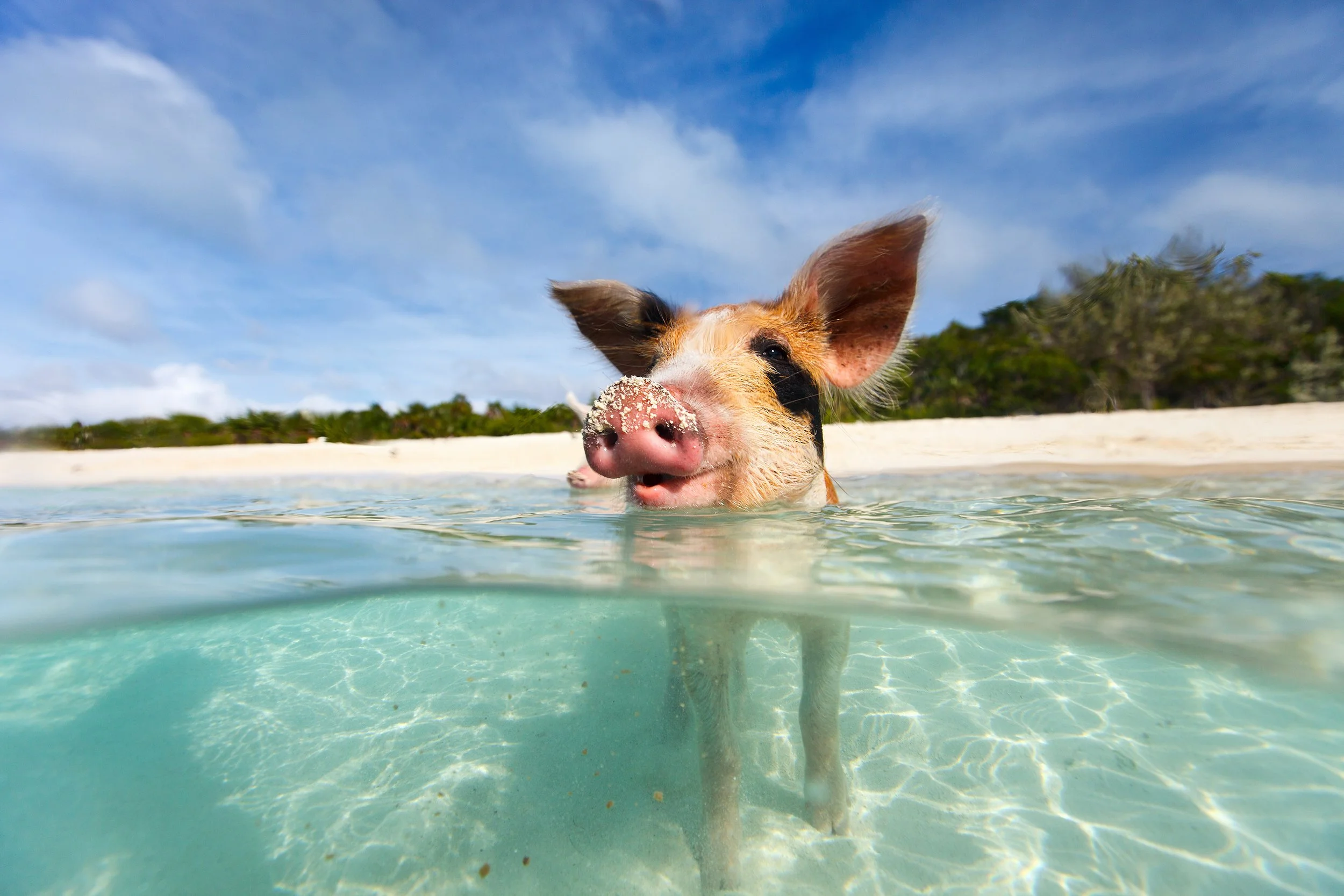A swimming pig wading through crystal-clear shallow water at Big Major Cay, The Exumas, with sand visible beneath the surface.
