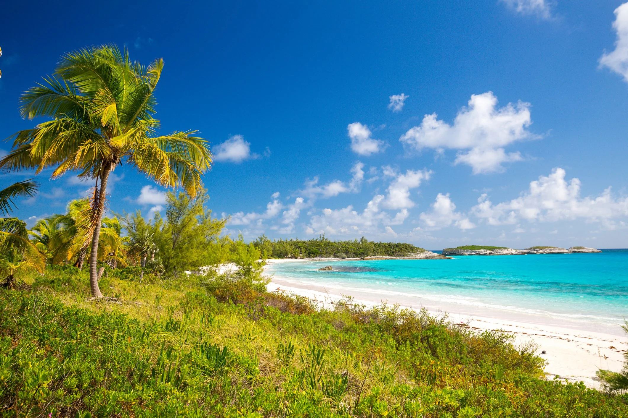Palm tree and wild brush against white sand and aquamarine water in Eleuthera