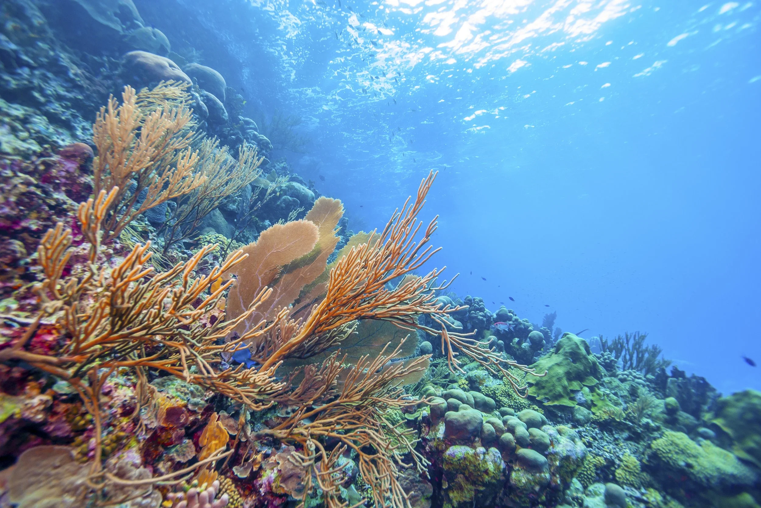 Brightly colored orange, pink, and green coral on the sea bed off the coast of Bonaire