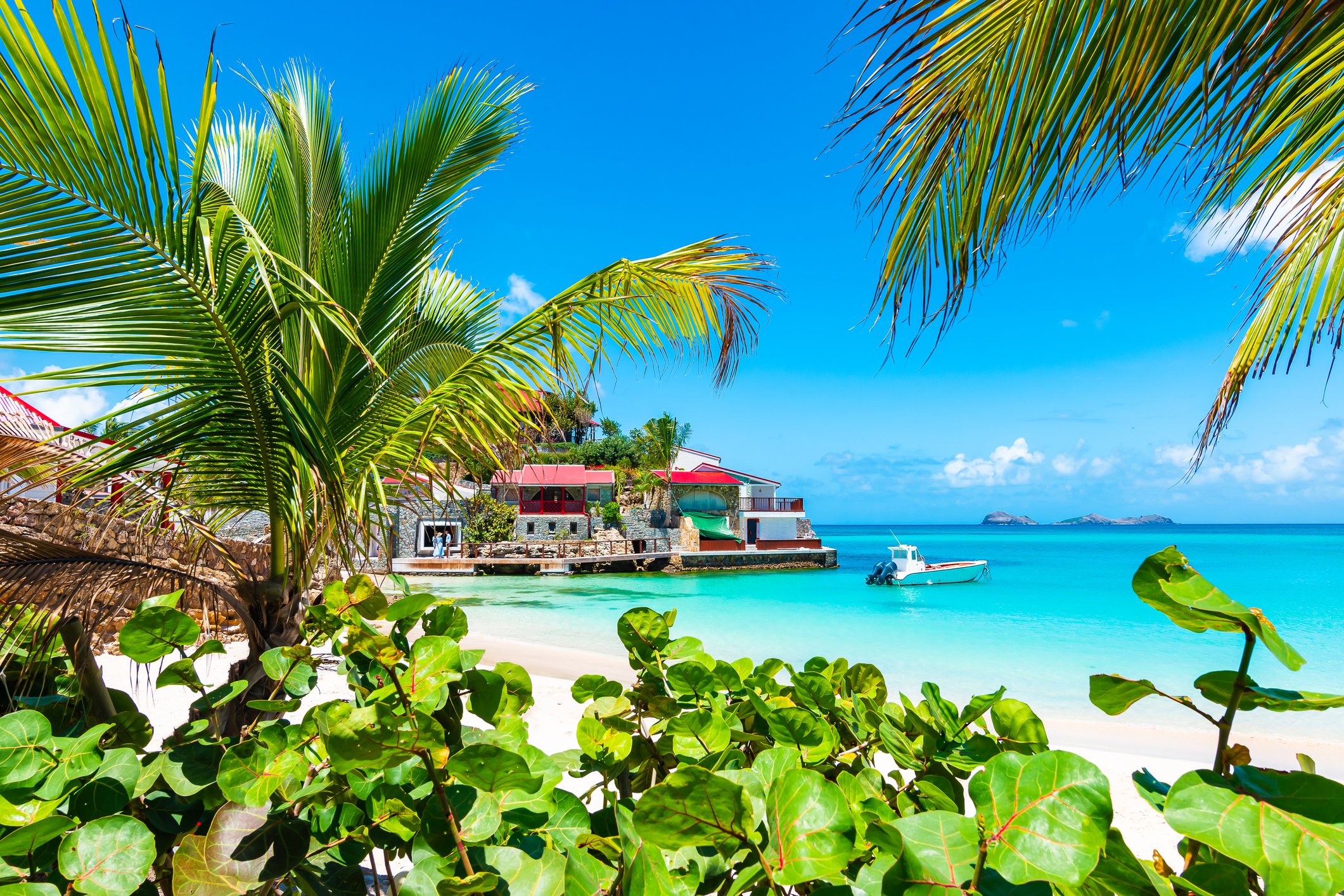 Peeking through tropical foliage and palm trees at a white sand beach in St. Barts with aquamarine water in the distance.