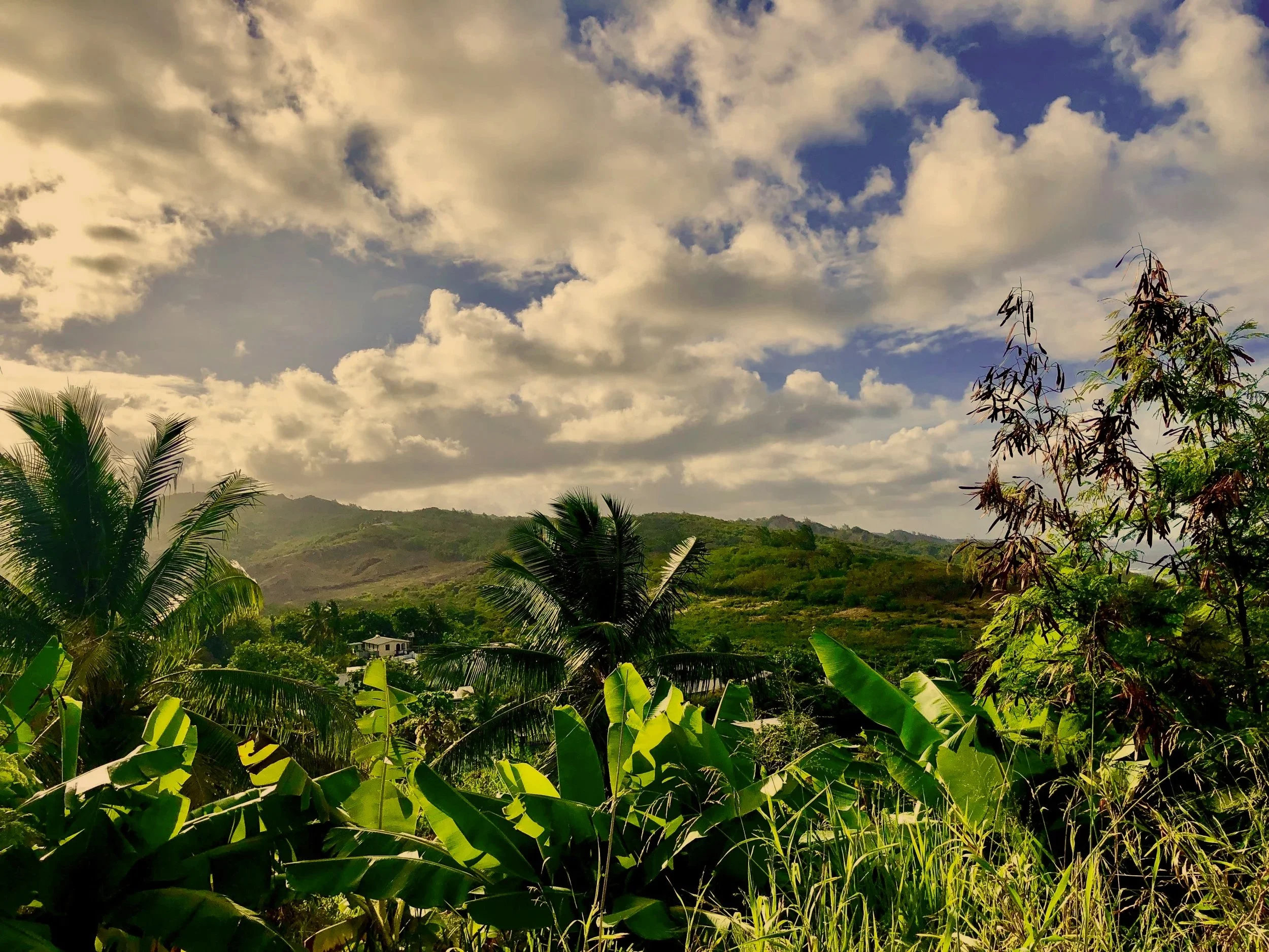 Tropical foliage against rugged green mountains and overcast skies in Barbados
