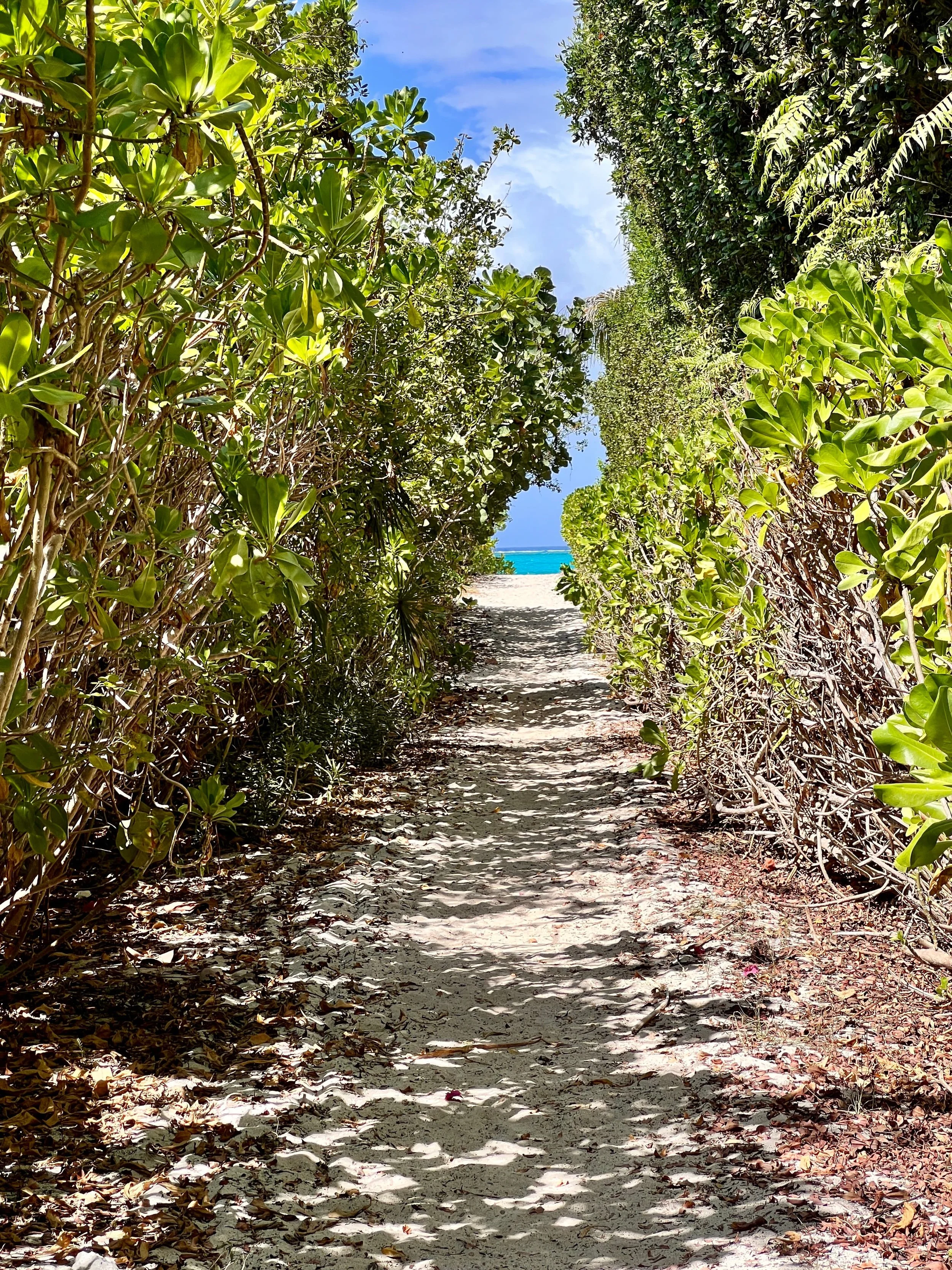Sandy path through lush coastal greenery leading toward a bright turquoise beach in Turks and Caicos.