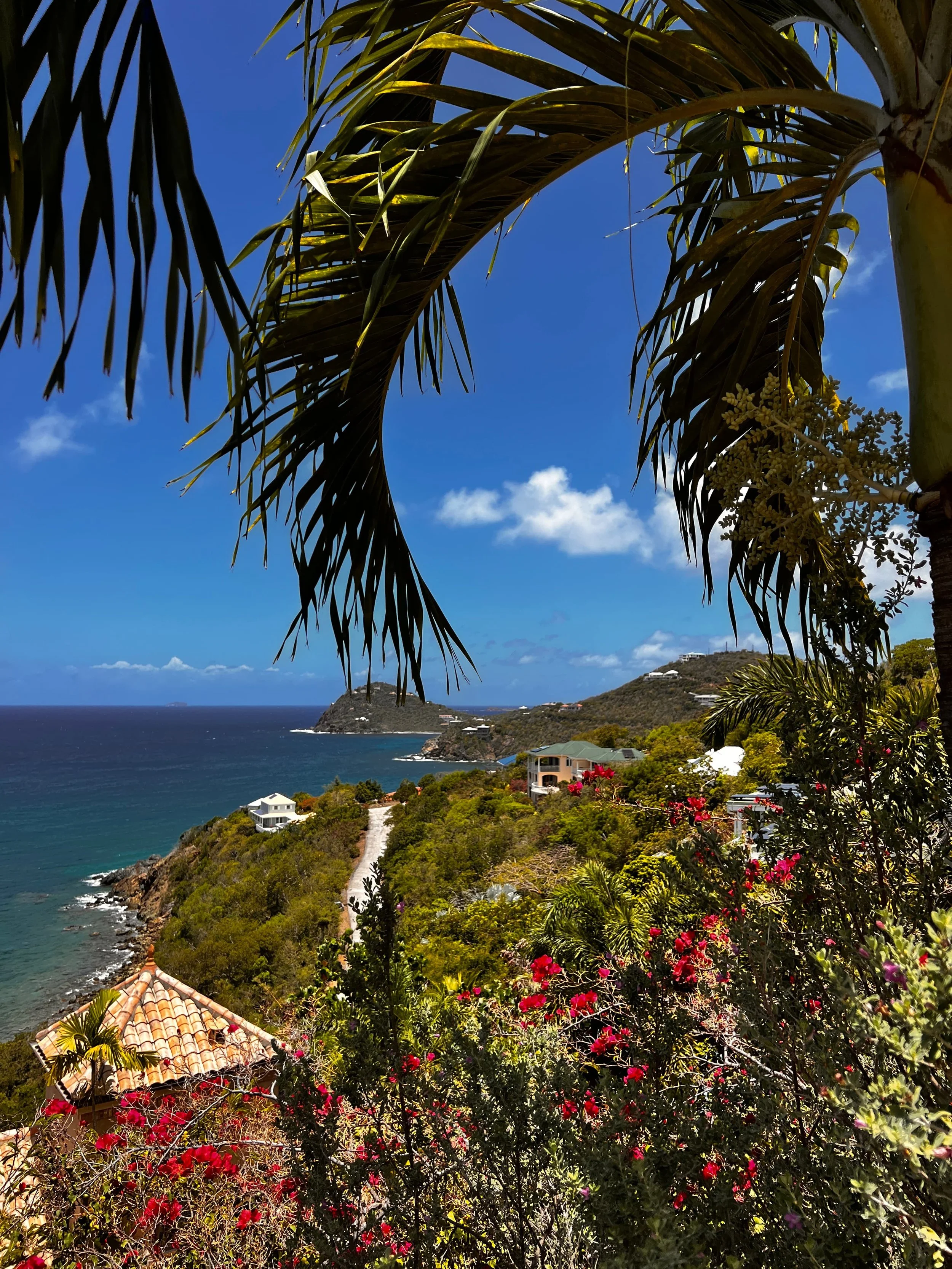 Coastal view on St. John, USVI, with palm fronds overhead, a winding road along green hills, and deep-blue sea in the distance.