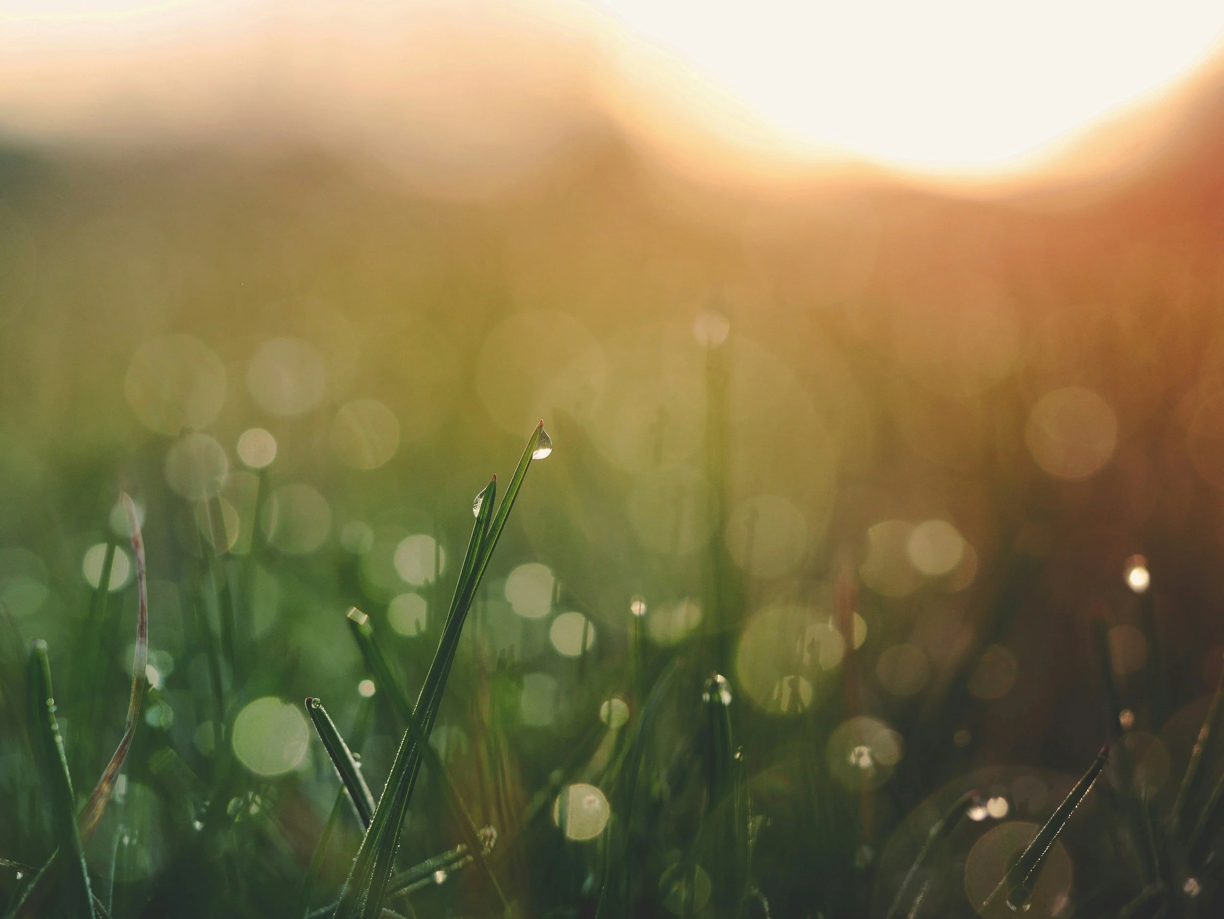 Close-up of grass blades with dew drops during sunlight, creating a bokeh effect in the background.