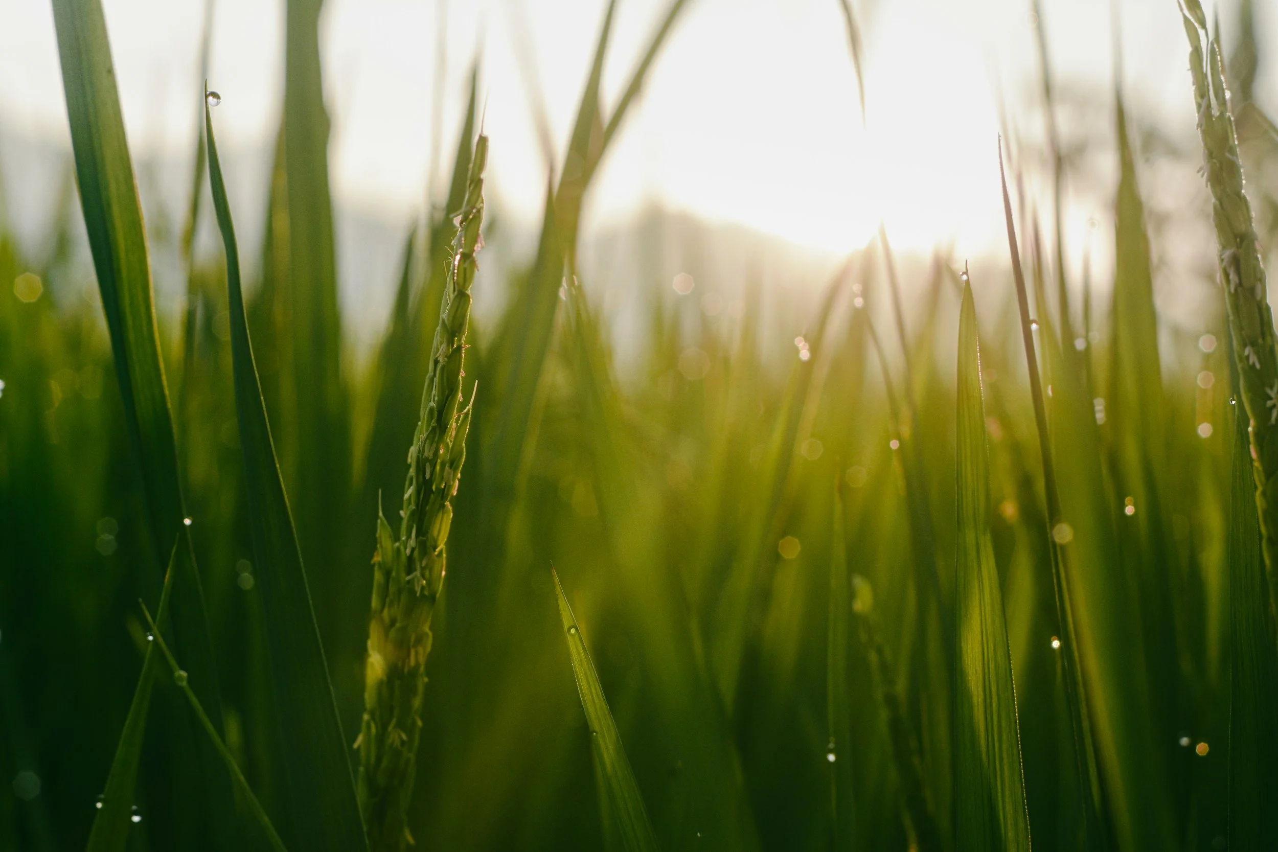 Close-up of green rice plants with sunlight in the background