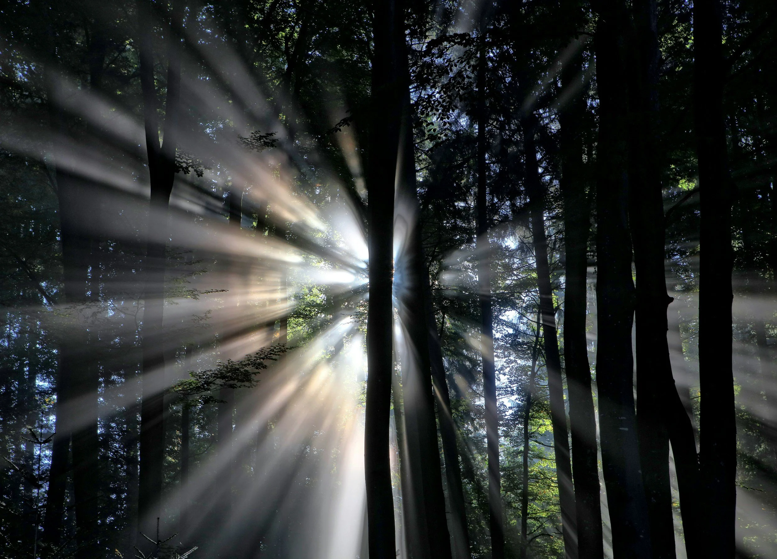 Sunlight filters through a dense forest, creating visible rays of light shining through the trees.