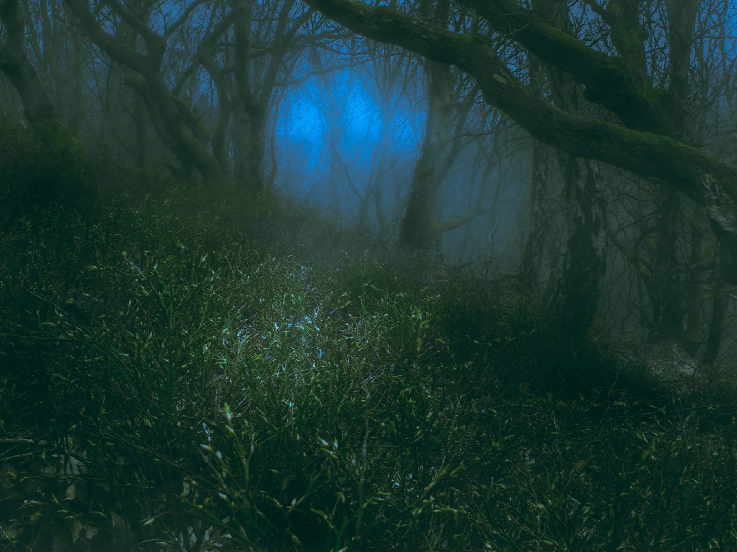 Twilight in the forest, Waldridge