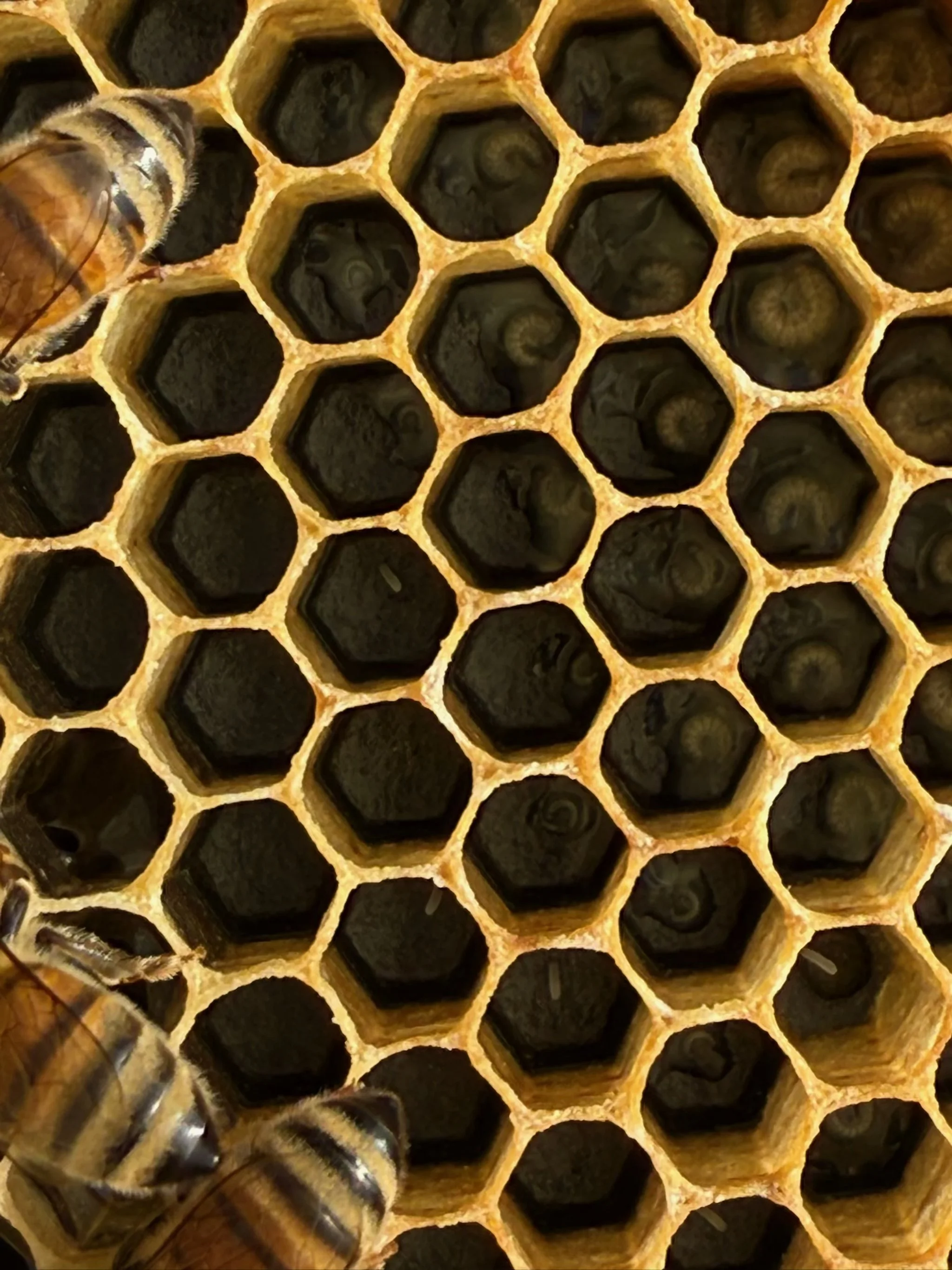 Close-up of a honeycomb with bees on the edges.