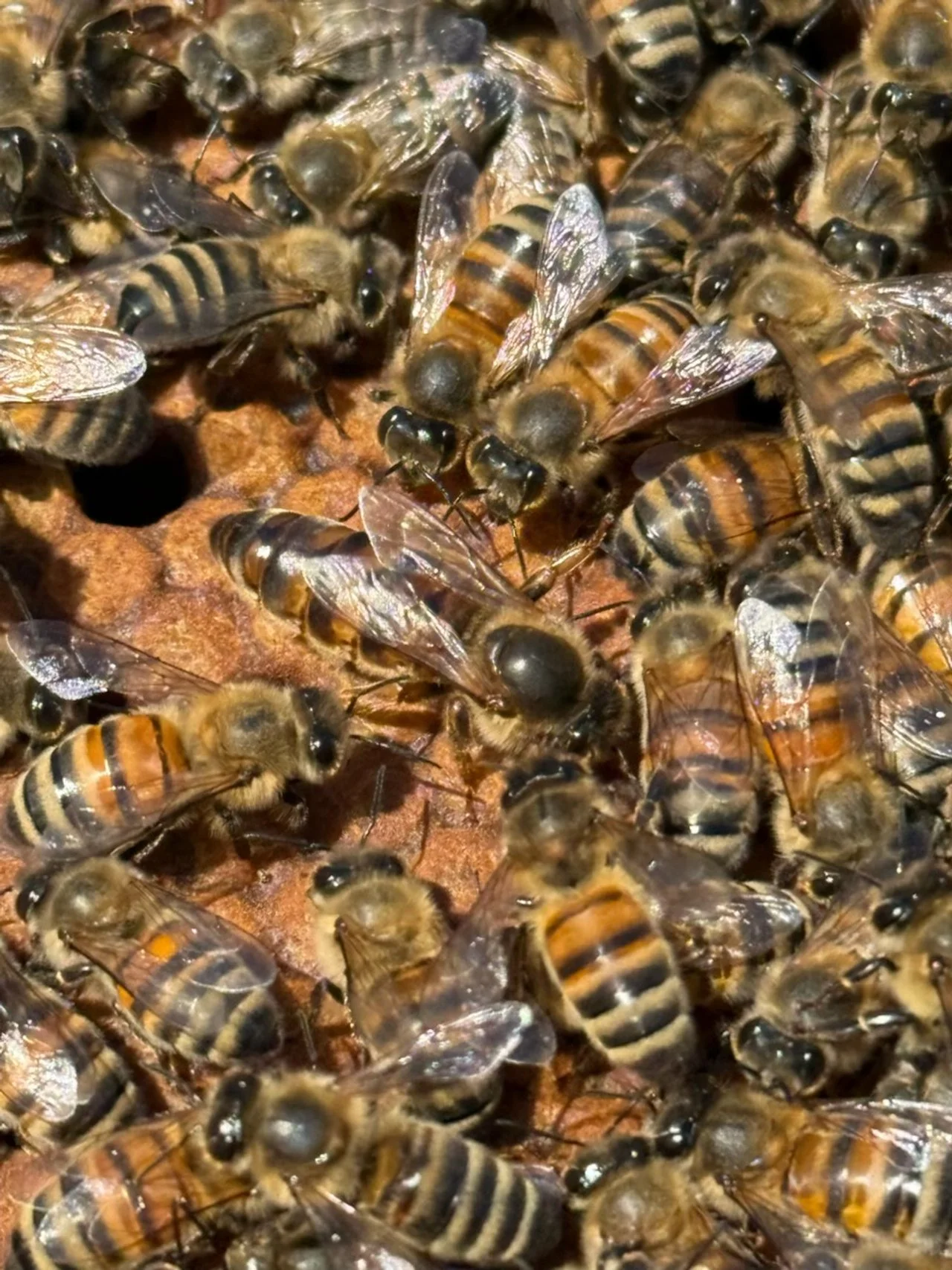 Close-up of honey bees gathering around a hive entrance.