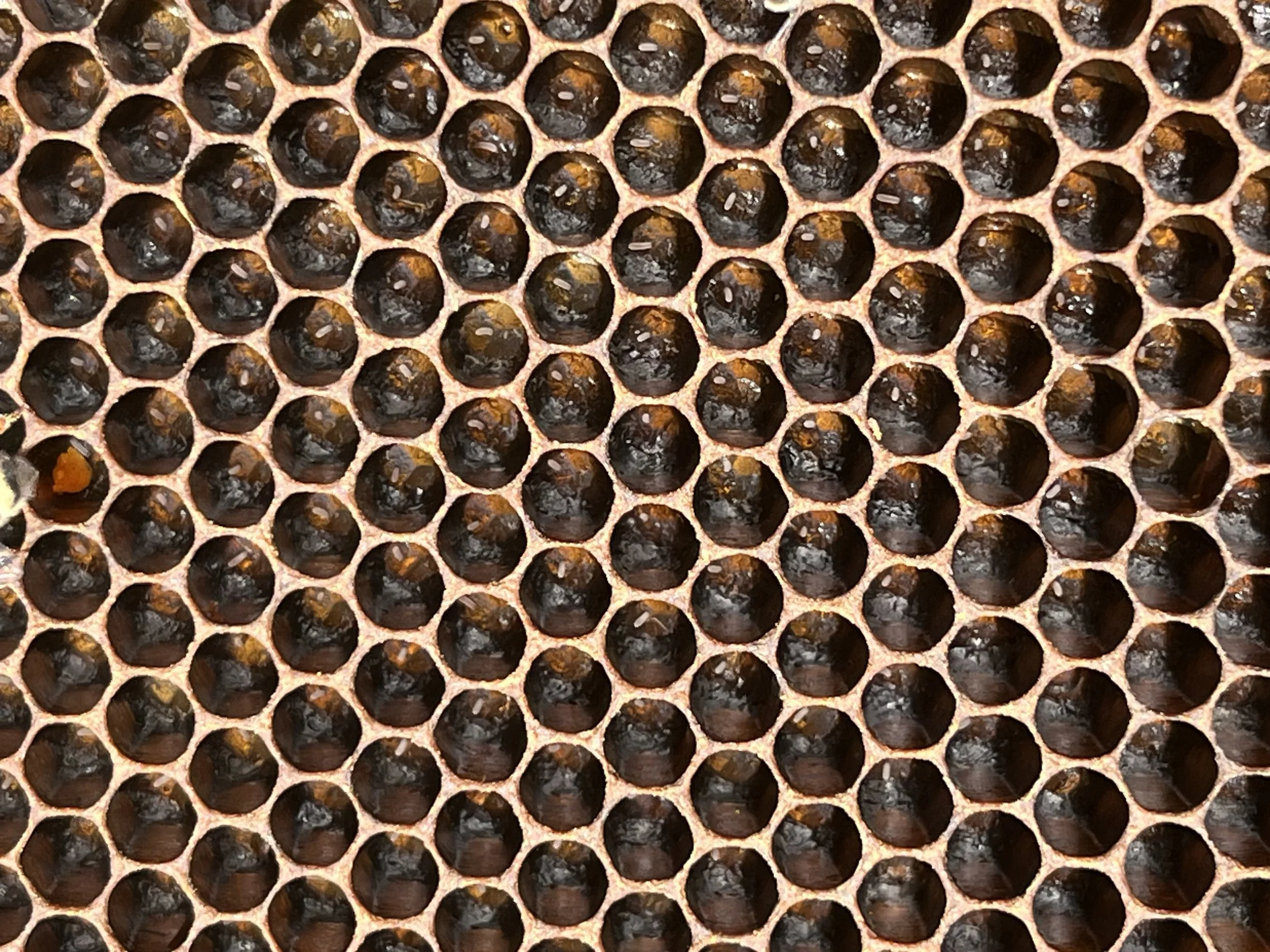 Close-up of a honeycomb frame filled with dark honey in various honey cells.