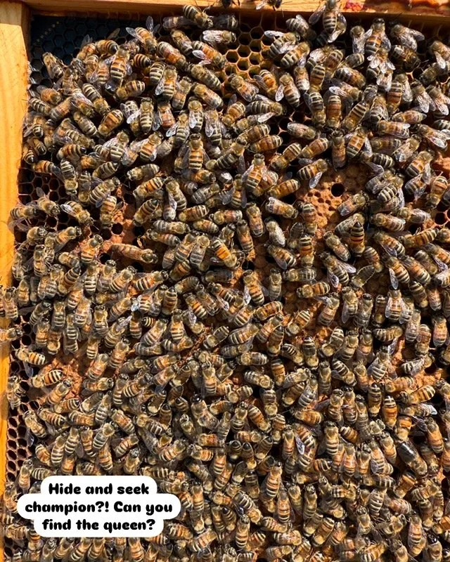 A hive with many bees on honeycomb. A speech bubble says, "Hide and seek champion?! Can you find the queen?"