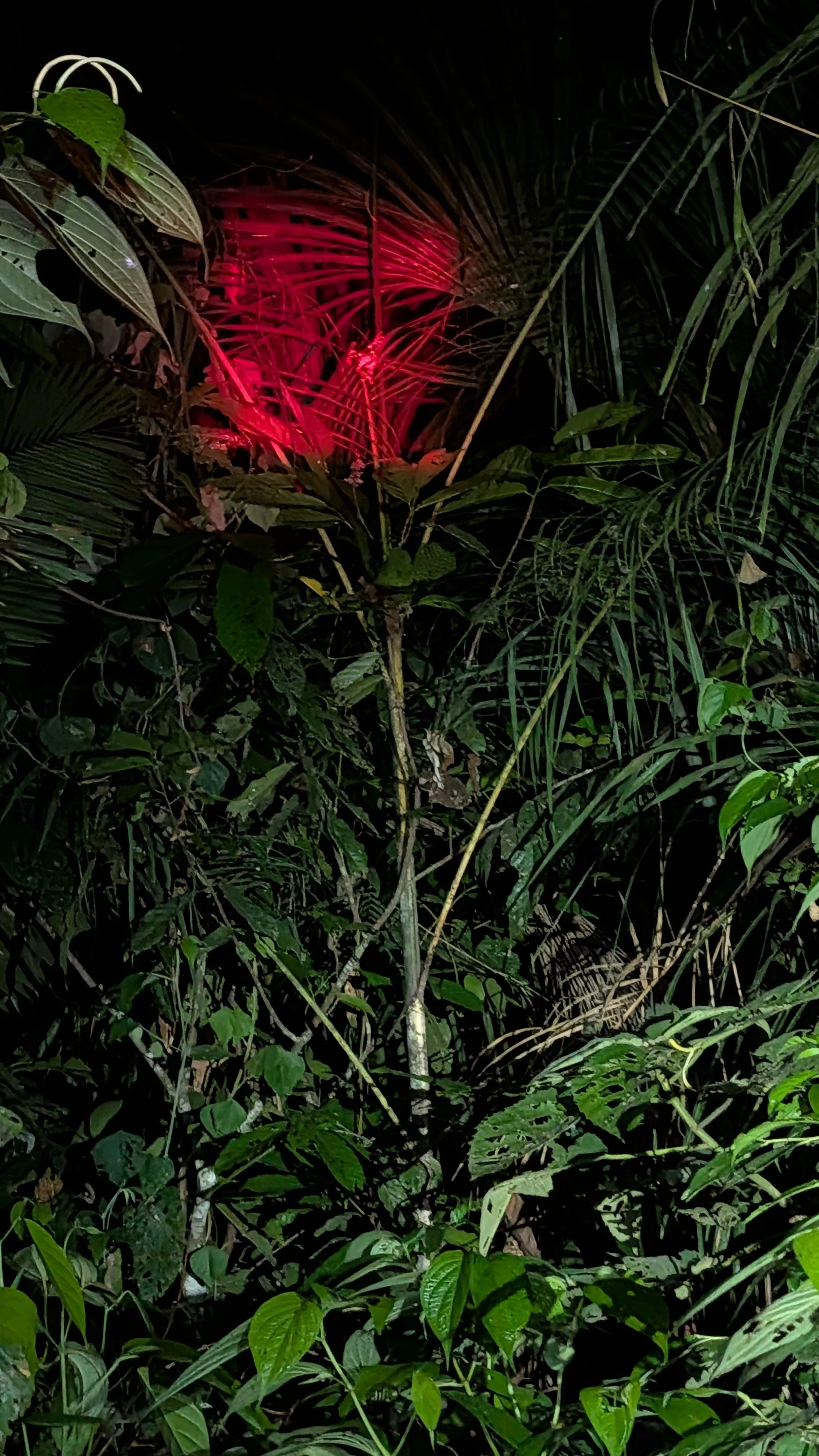 PXL_20260809_003848359.jpg