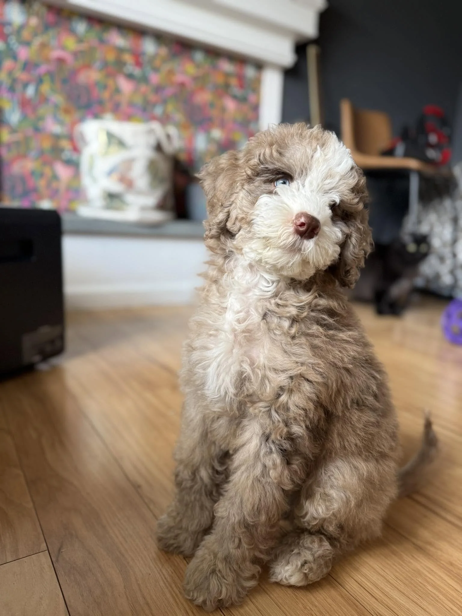 Curly brown-and-white Mountain Doodle puppy named Arlo sitting on a wooden floor.