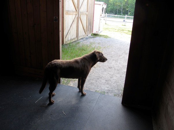 Ula Barn Dog.jpg