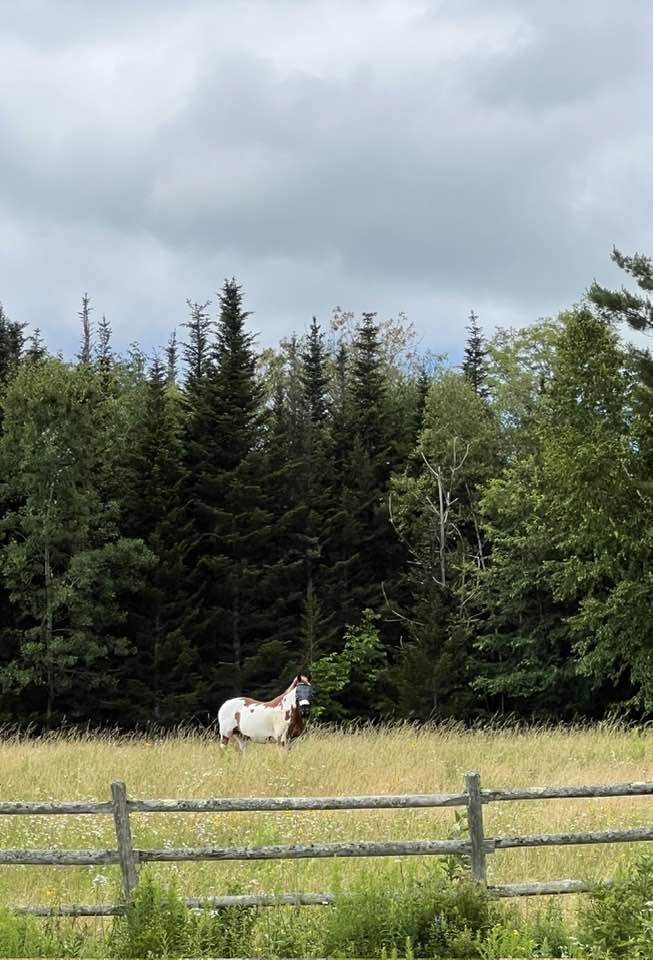 Summer Fields Moose Ridge Farm.jpg