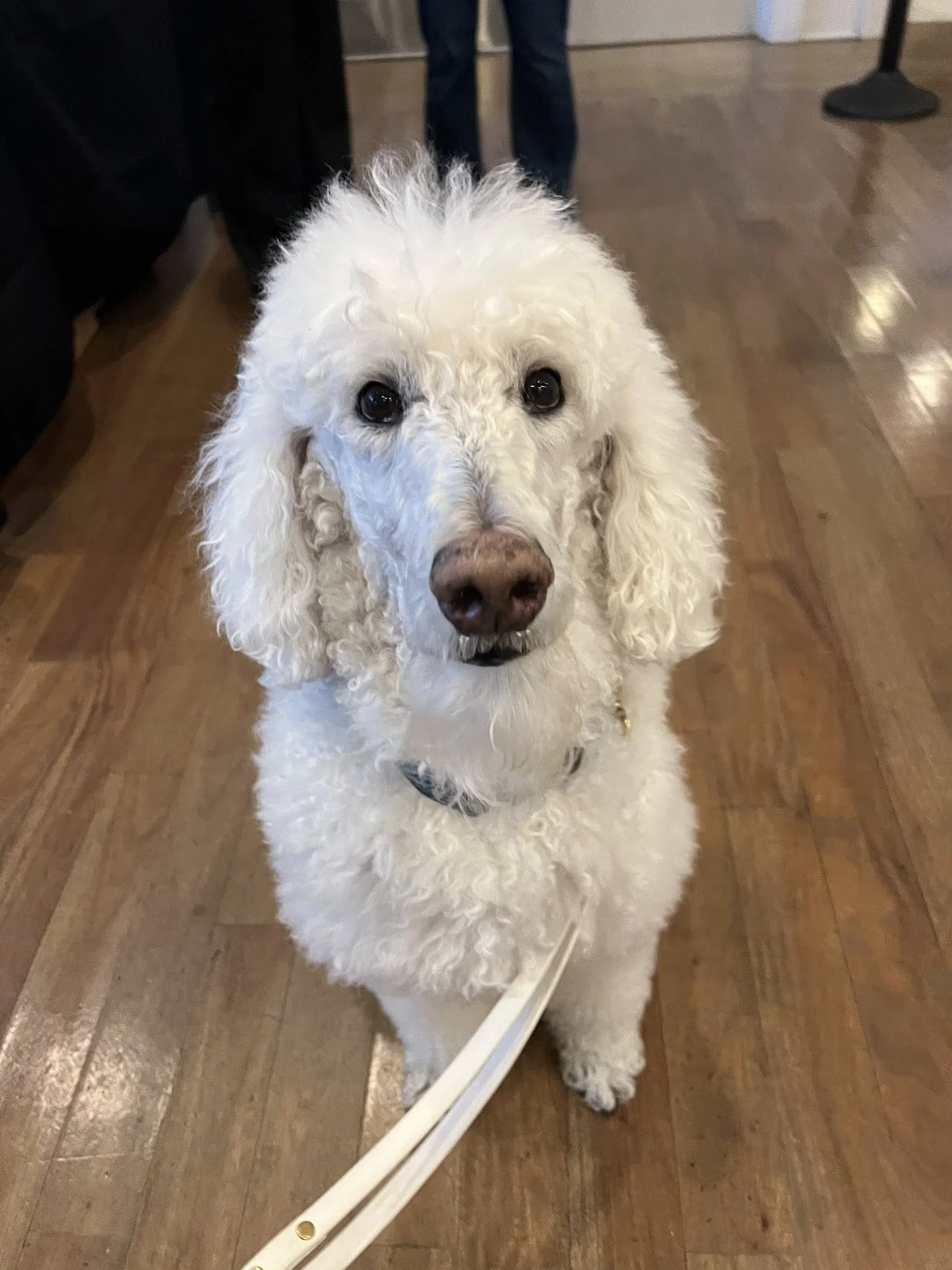 Clicker Expo Poodle.jpg