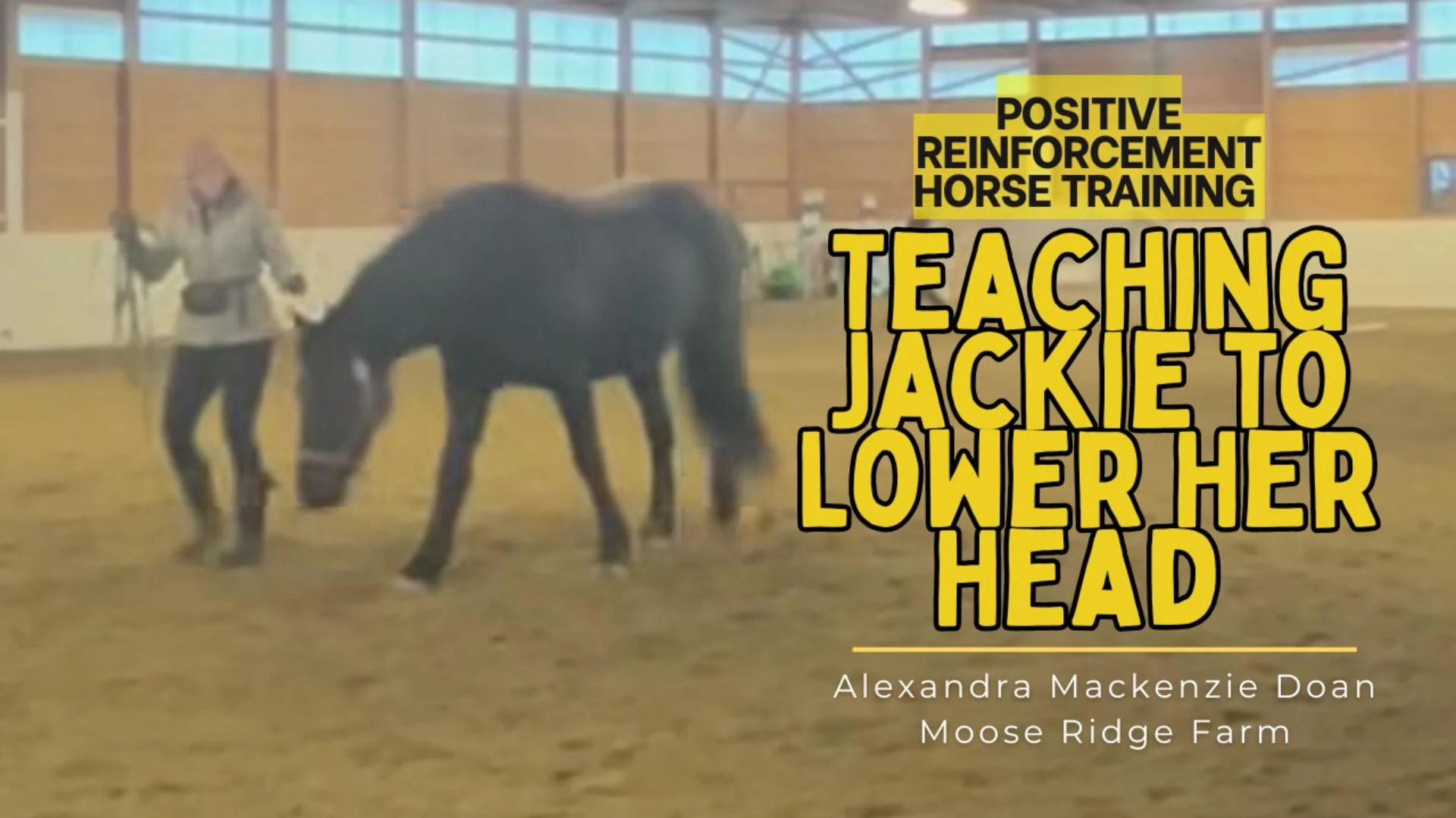 Teaching Jackie to Lower Her Head with Positive Reinforcement