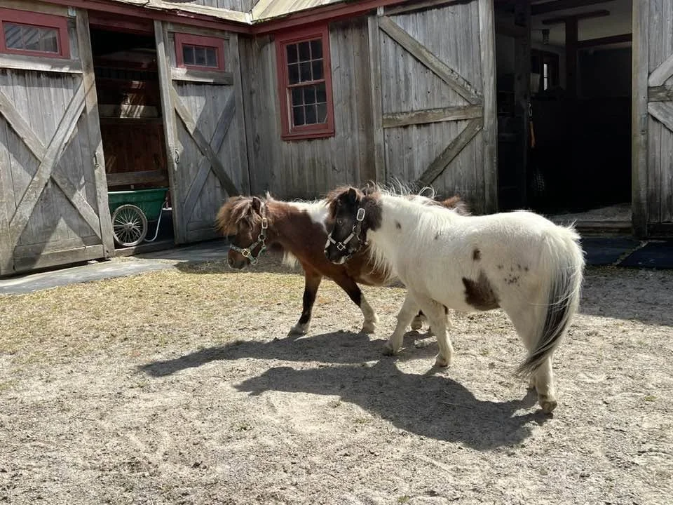 Mini horse duo moves in.jpg