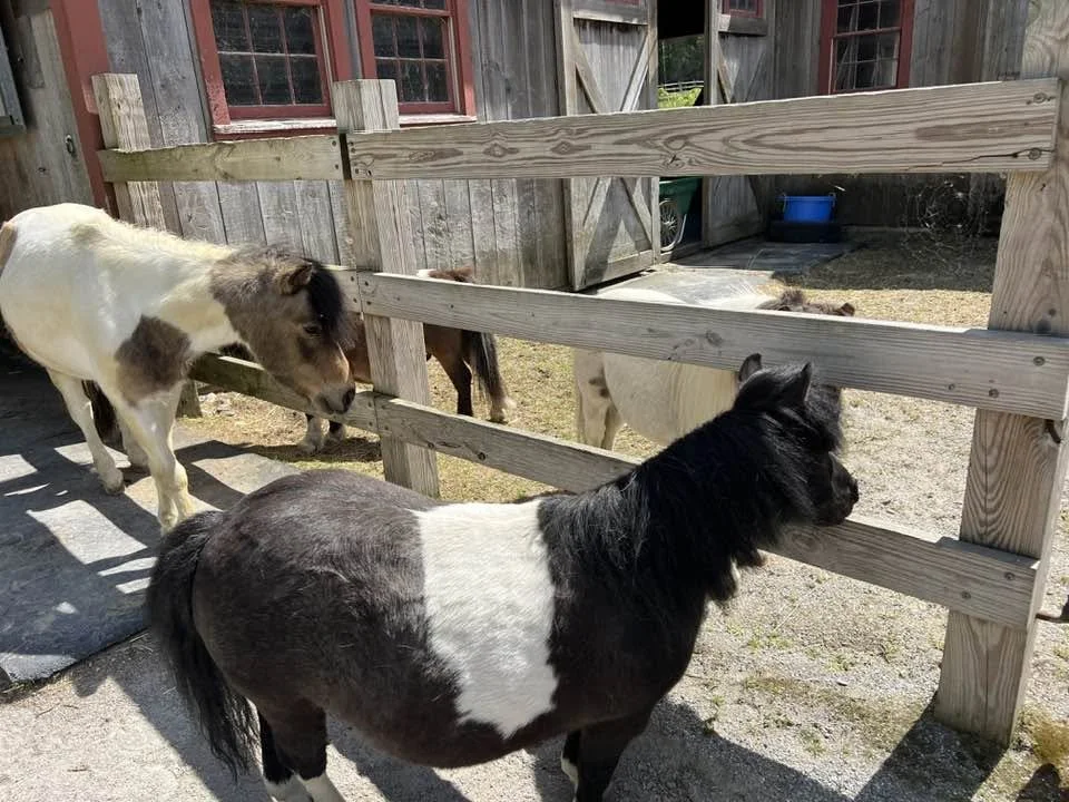 Mini horse meet up.jpg