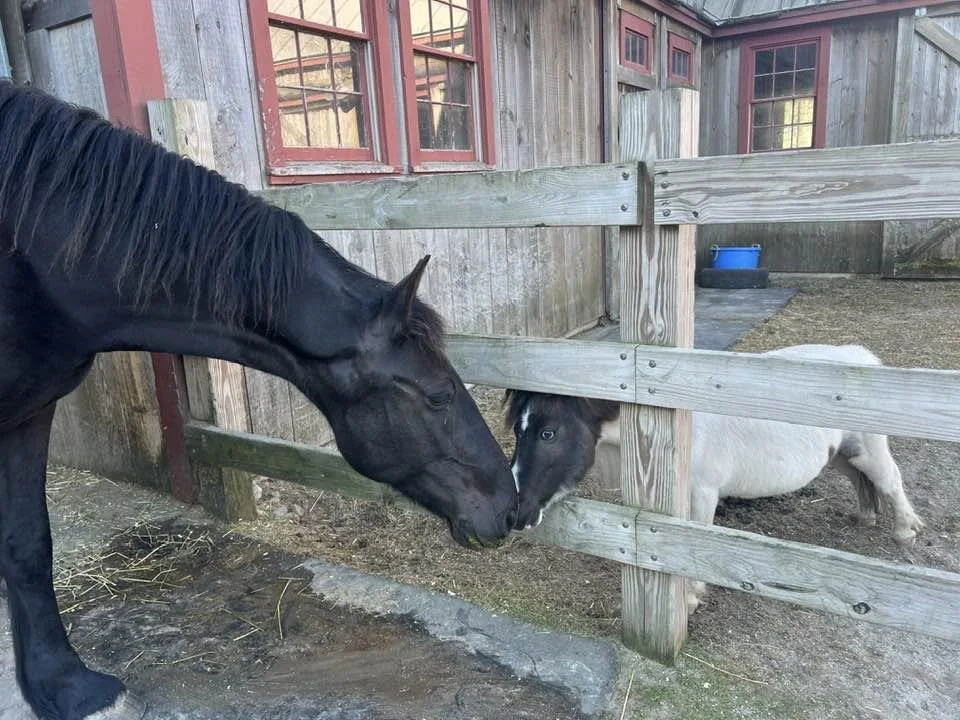Mini horse meets Friesian.jpg