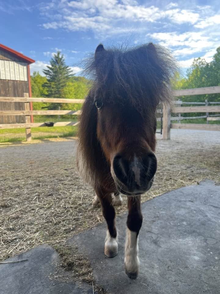 Mini horse says hello.jpg