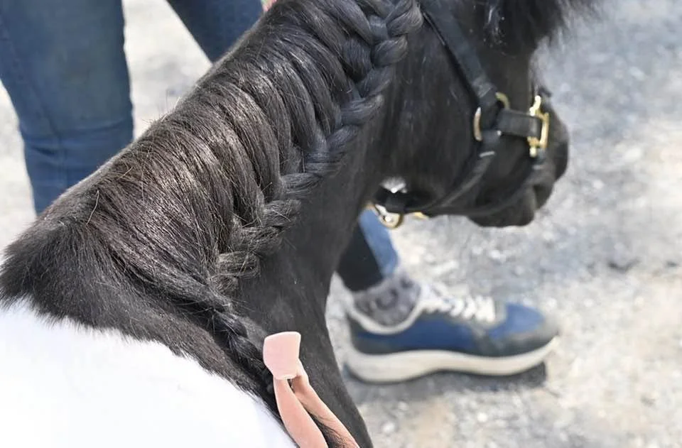 cricket mini horse braid.jpg