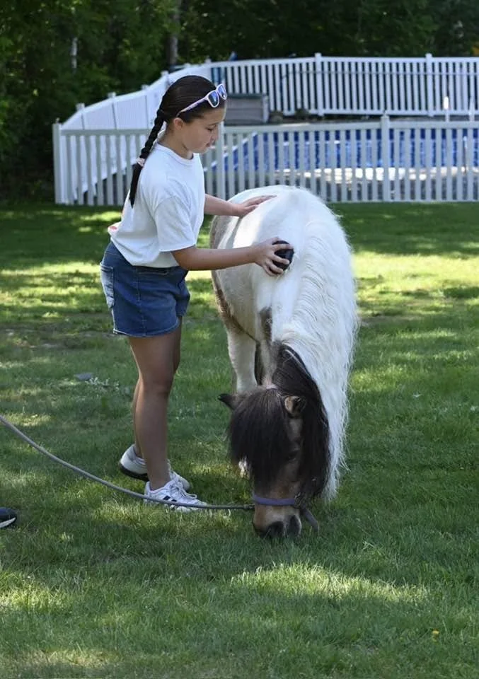 grooming mini horse.jpg